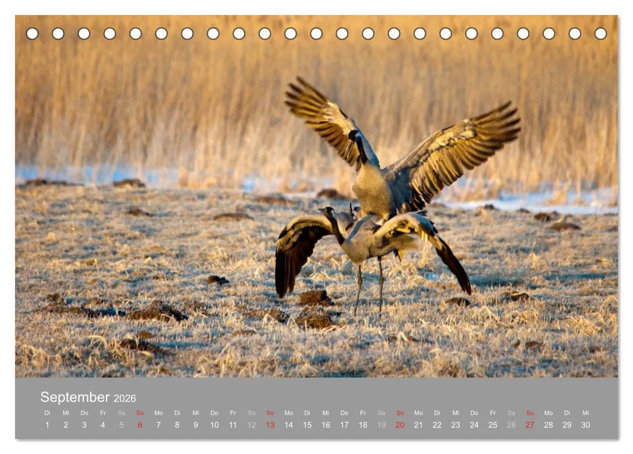 Bild: 9783516092363 | Kraniche in Vorpommern (Tischkalender 2026 DIN A5 quer), CALVENDO...