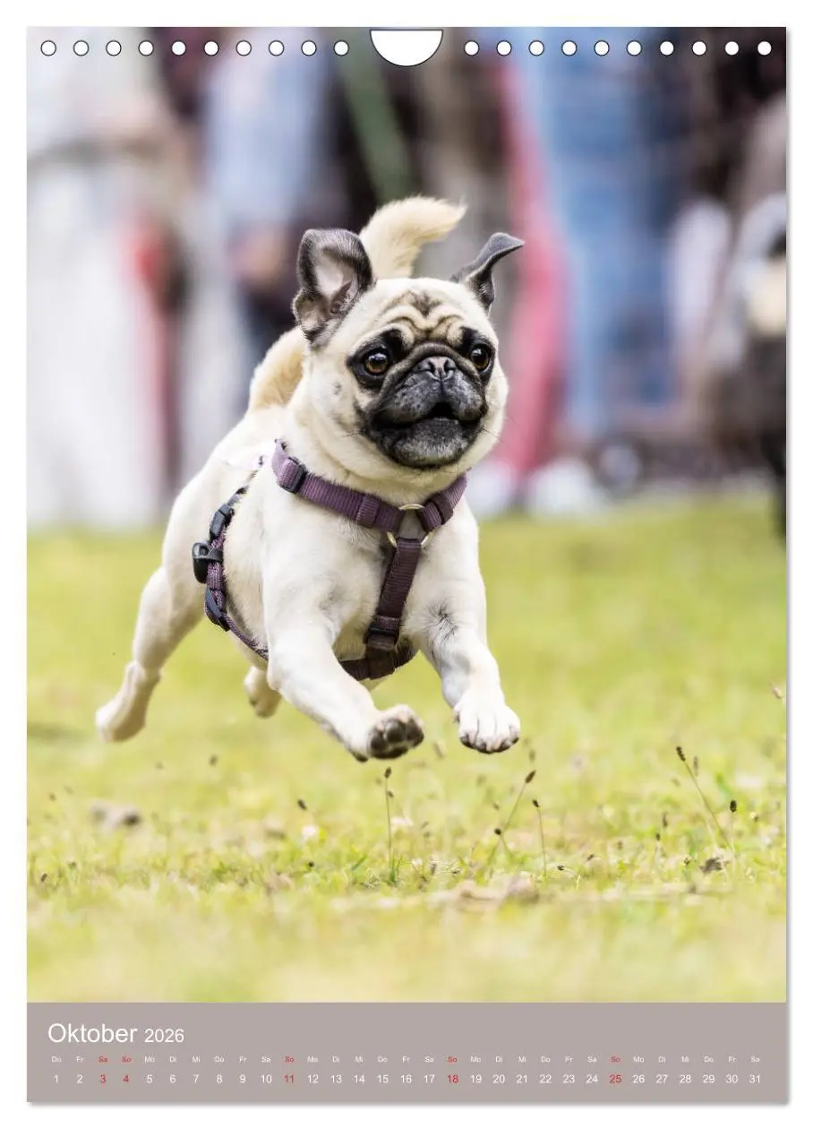 Bild: 9783516392463 | Mops-Rennen (Wandkalender 2026 DIN A4 hoch), CALVENDO Monatskalender