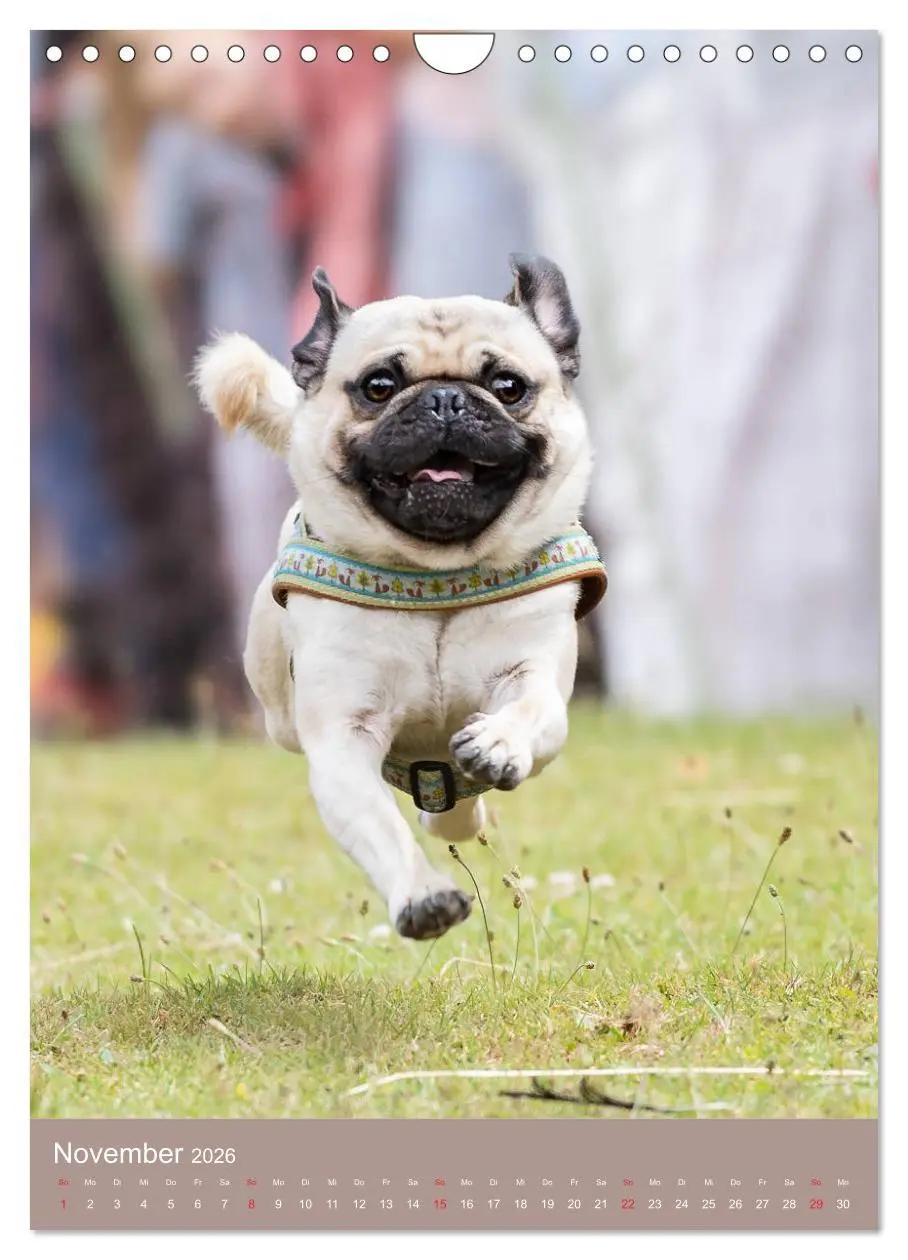 Bild: 9783516392463 | Mops-Rennen (Wandkalender 2026 DIN A4 hoch), CALVENDO Monatskalender