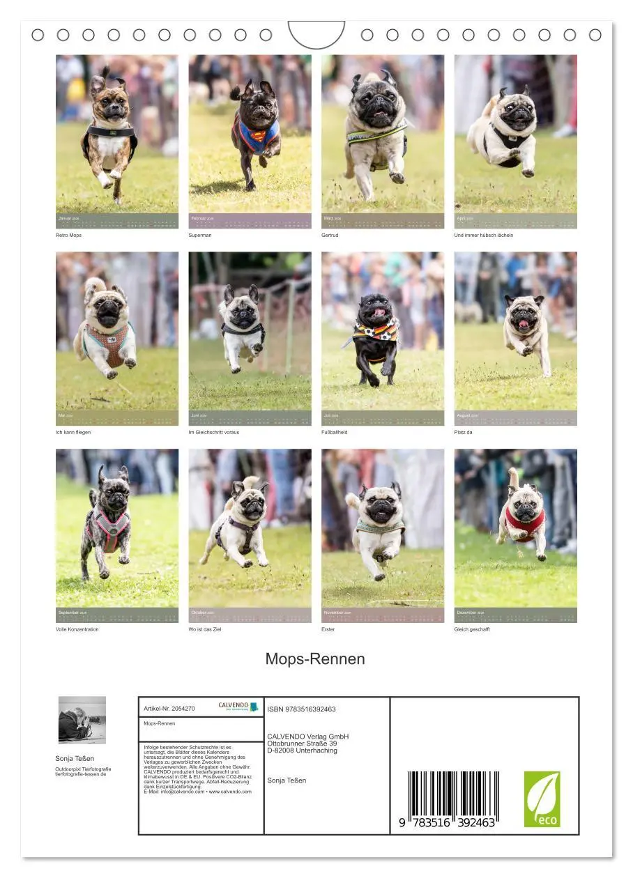 Bild: 9783516392463 | Mops-Rennen (Wandkalender 2026 DIN A4 hoch), CALVENDO Monatskalender