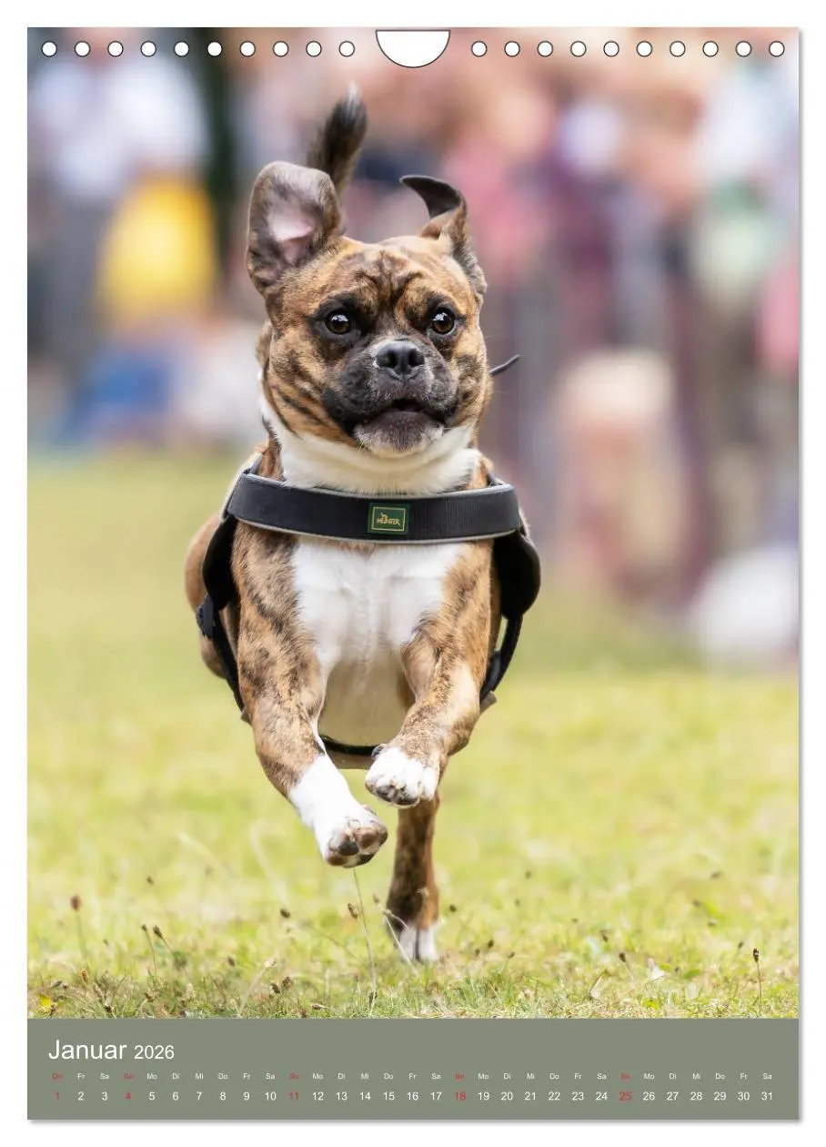 Bild: 9783516392463 | Mops-Rennen (Wandkalender 2026 DIN A4 hoch), CALVENDO Monatskalender