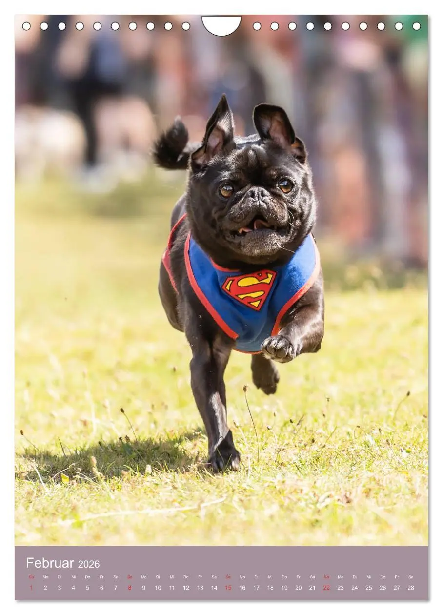 Bild: 9783516392463 | Mops-Rennen (Wandkalender 2026 DIN A4 hoch), CALVENDO Monatskalender
