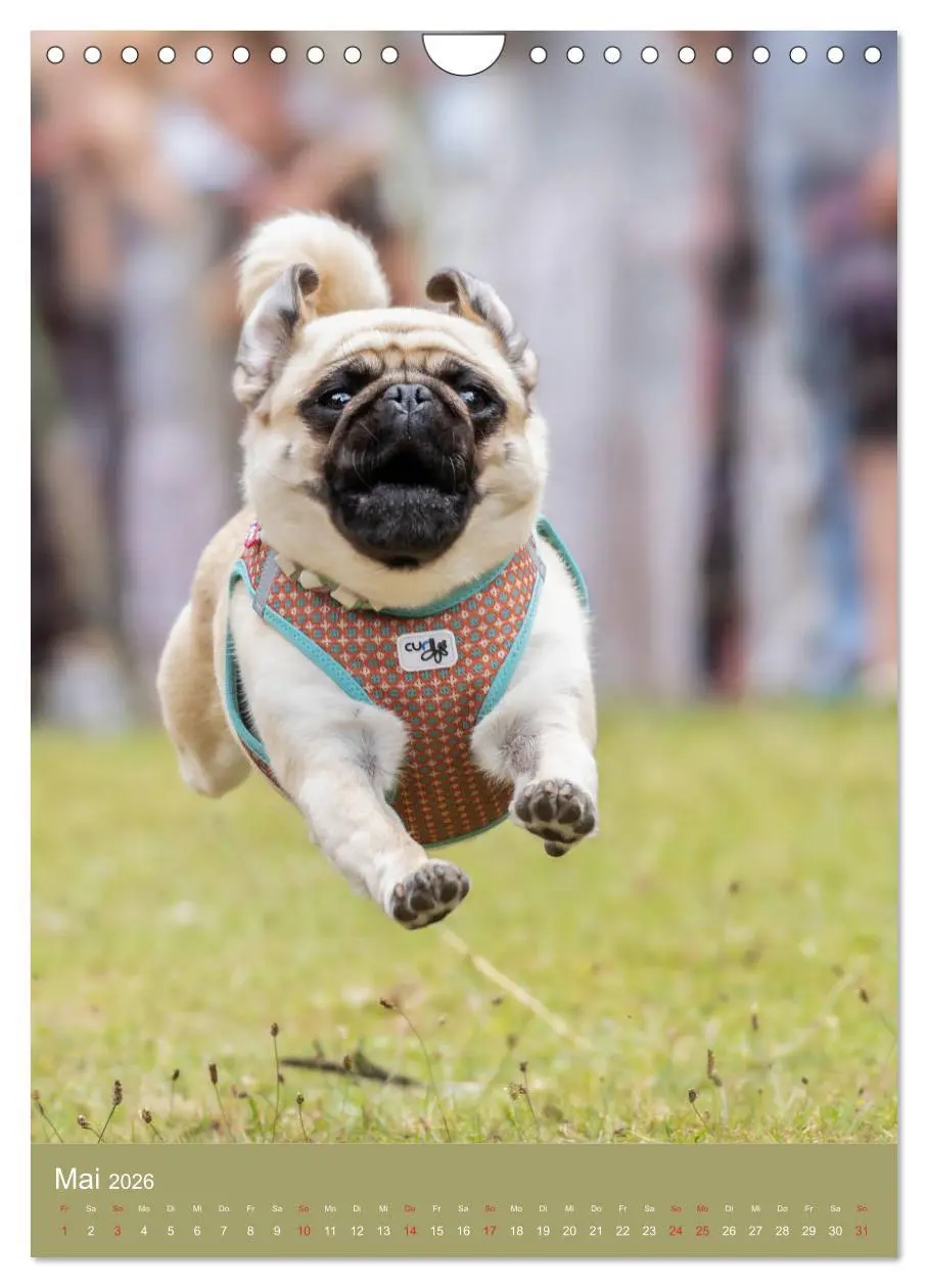 Bild: 9783516392463 | Mops-Rennen (Wandkalender 2026 DIN A4 hoch), CALVENDO Monatskalender