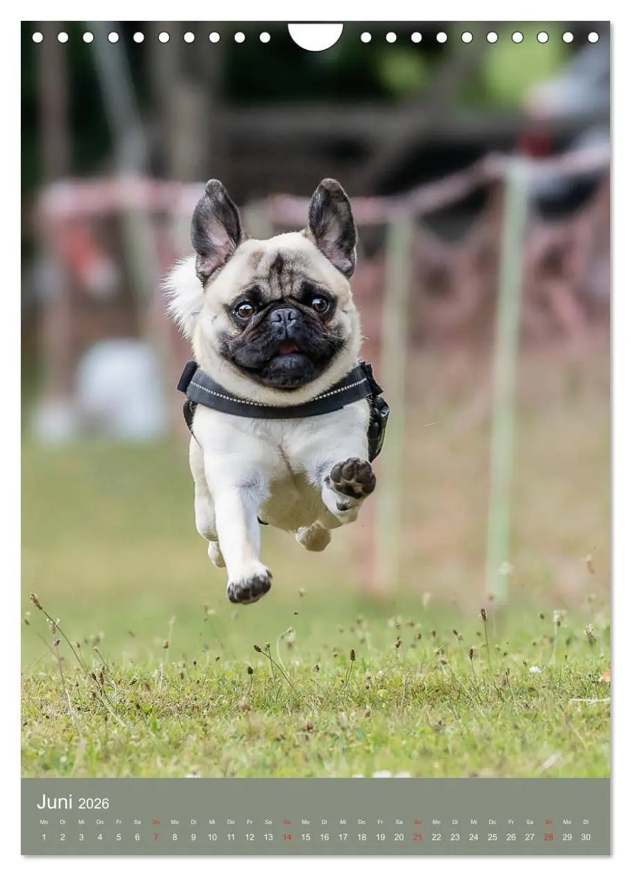 Bild: 9783516392463 | Mops-Rennen (Wandkalender 2026 DIN A4 hoch), CALVENDO Monatskalender