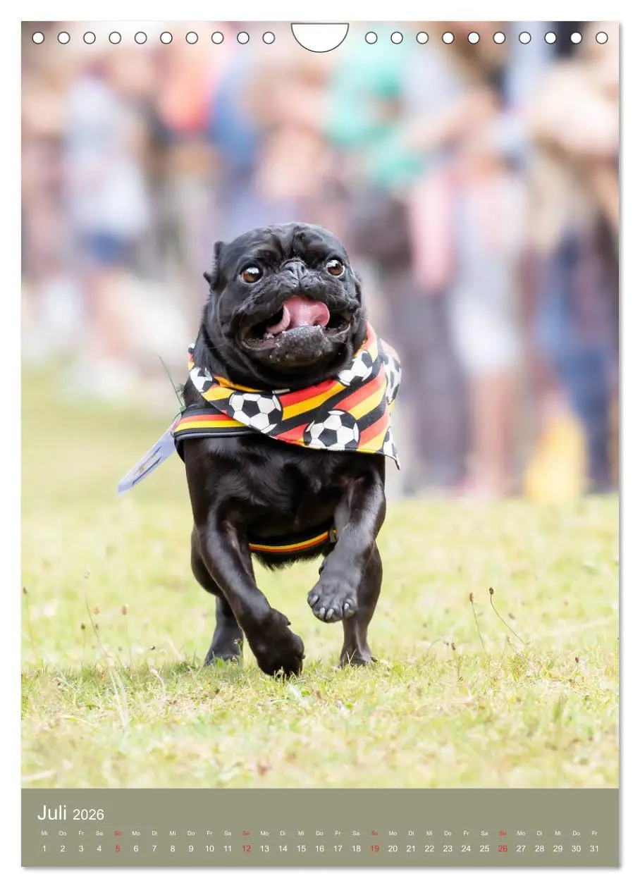 Bild: 9783516392463 | Mops-Rennen (Wandkalender 2026 DIN A4 hoch), CALVENDO Monatskalender