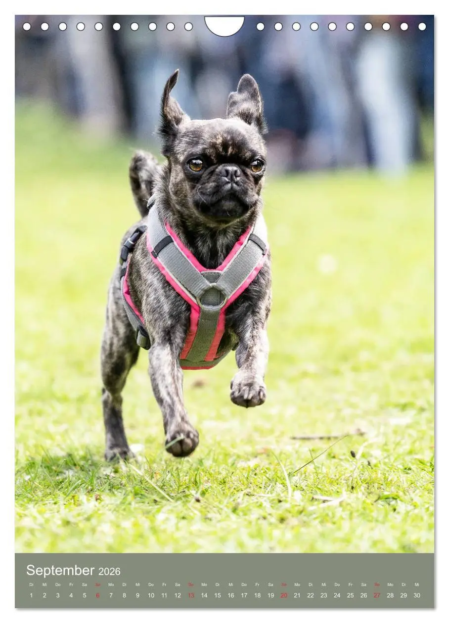 Bild: 9783516392463 | Mops-Rennen (Wandkalender 2026 DIN A4 hoch), CALVENDO Monatskalender