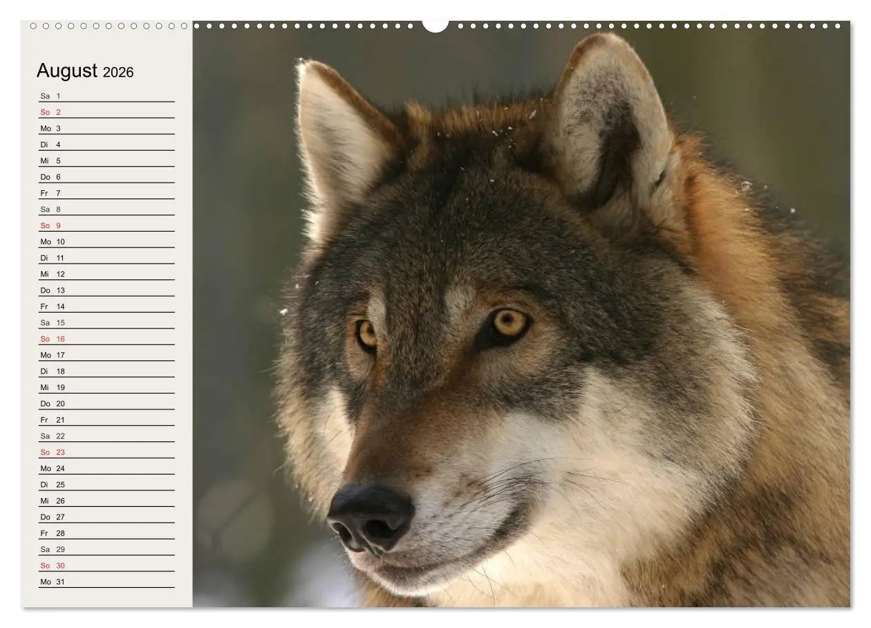 Bild: 9783516142563 | Wölfe. Verwegene Anmut (hochwertiger Premium Wandkalender 2026 DIN...