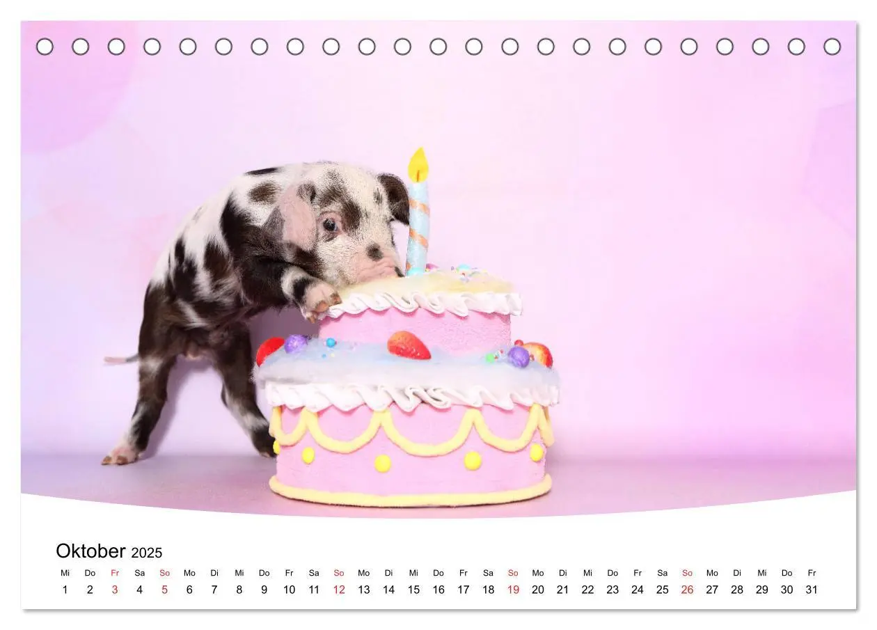 Bild: 9783435332663 | Niedliche Ferkel lovely piglets 2025 (Tischkalender 2025 DIN A5...