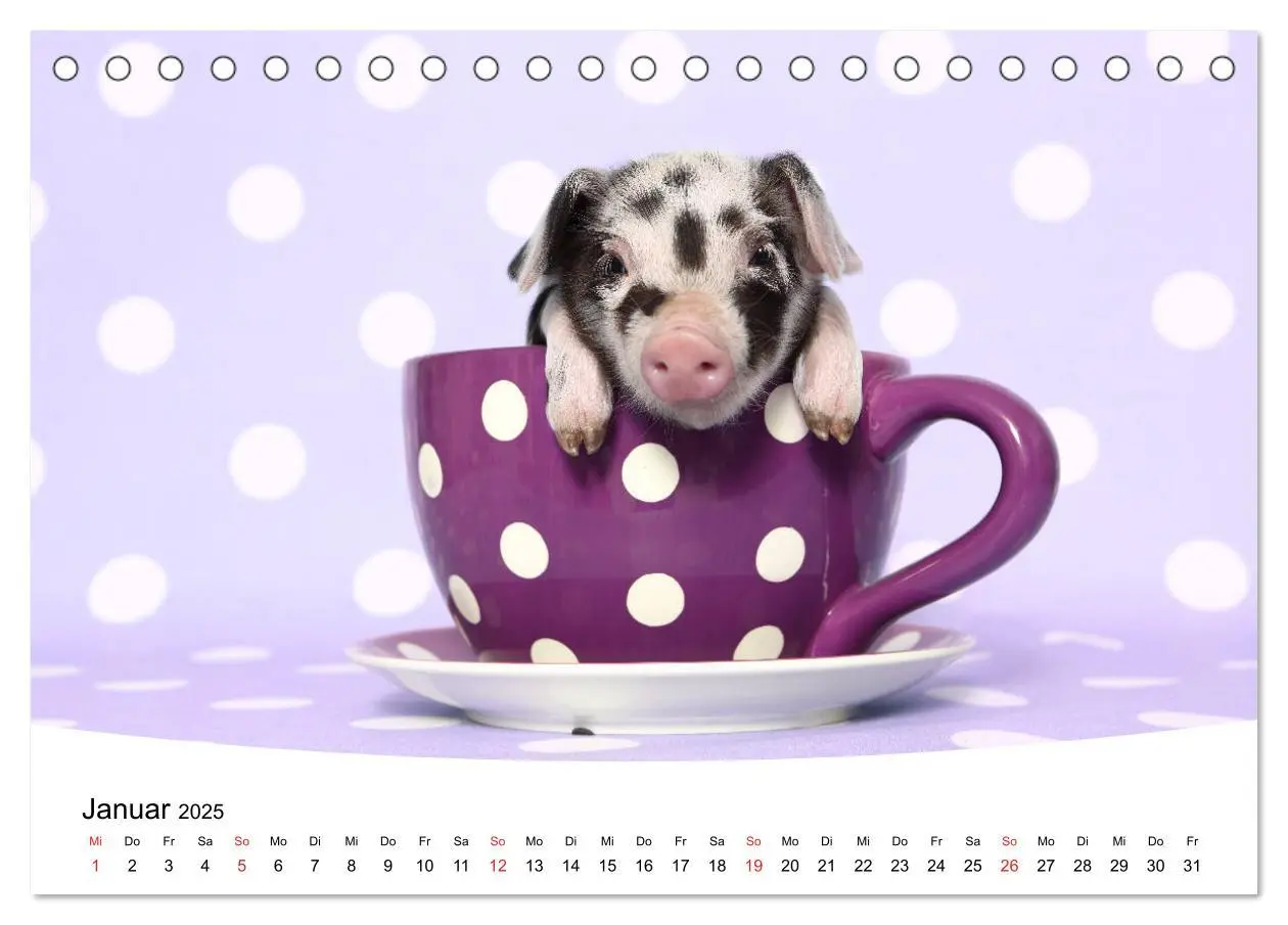 Bild: 9783435332663 | Niedliche Ferkel lovely piglets 2025 (Tischkalender 2025 DIN A5...