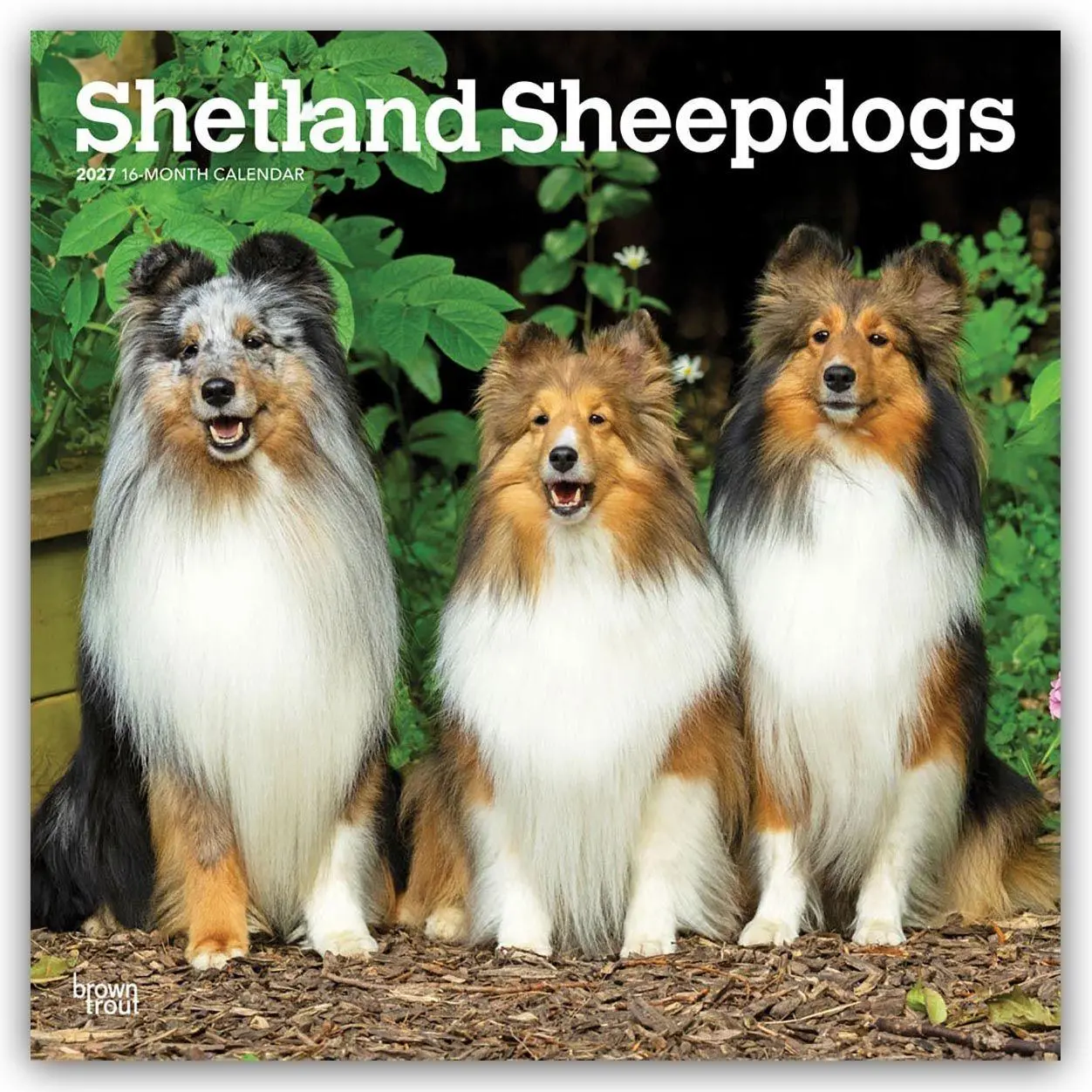 Cover: 9798330712663 | Shetland Sheepdogs - Shetland Sheepdog - Sheltie 2027 -...