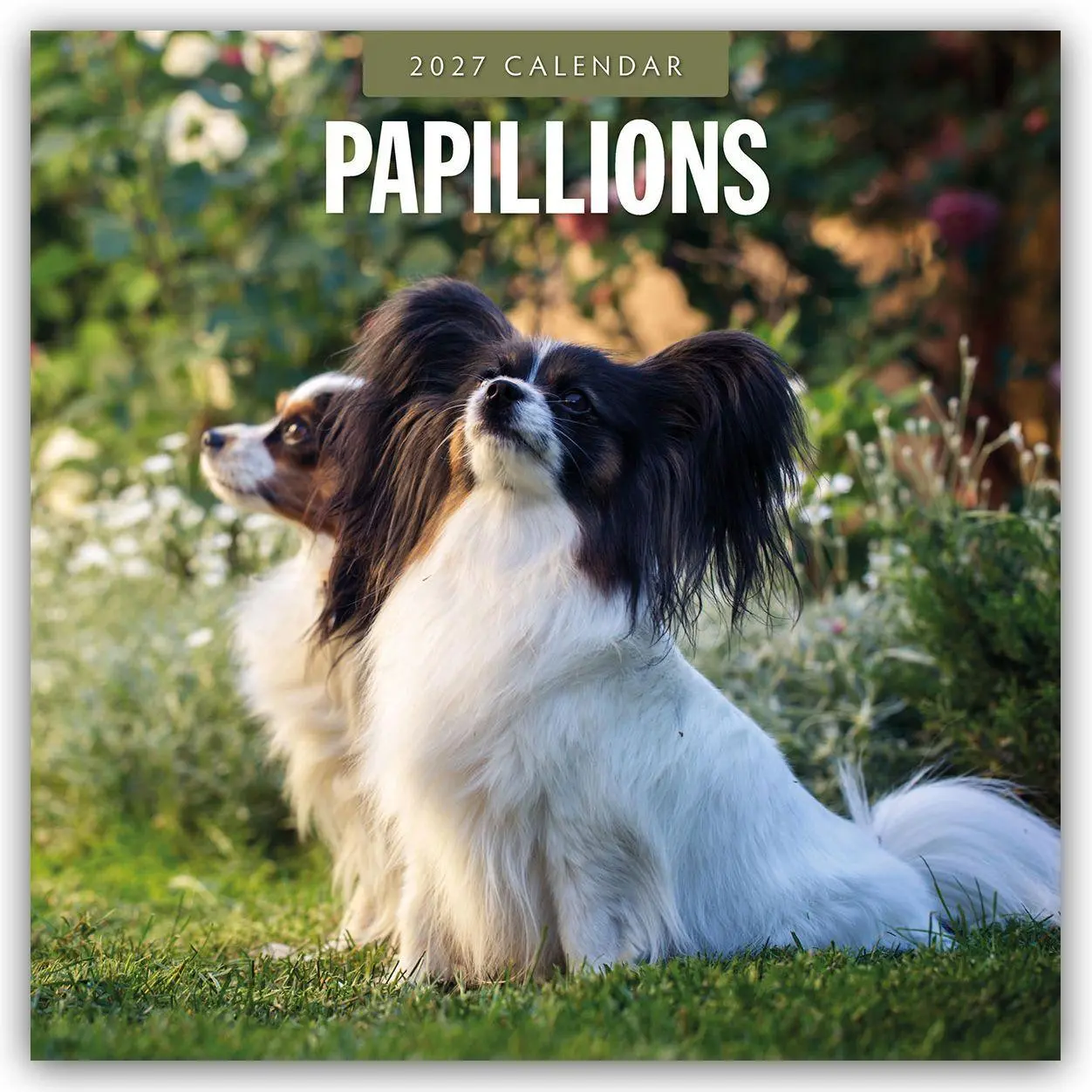Cover: 9781837012763 | Papillons - Schmetterlingshund - Zwergspaniel 2027 - 16-Monatskalender