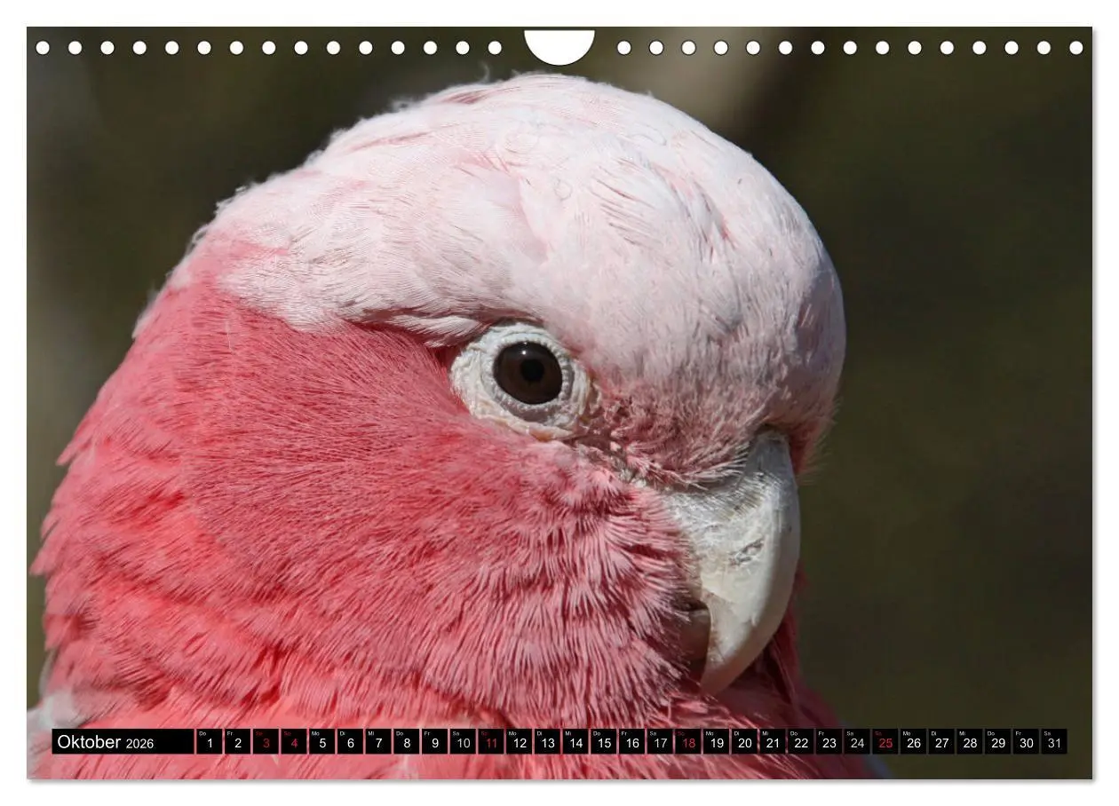 Bild: 9783457882863 | Die Kakadus sind los (Wandkalender 2026 DIN A4 quer), CALVENDO...