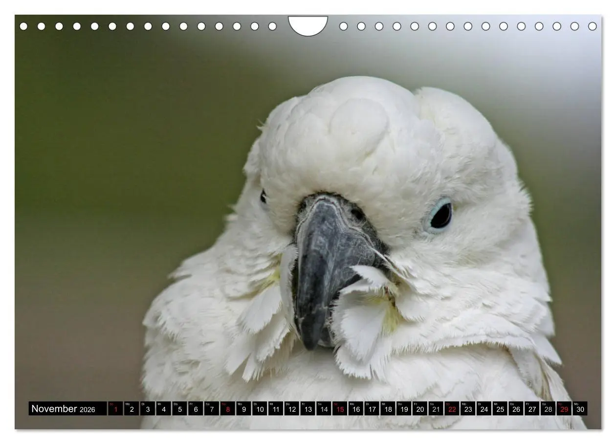 Bild: 9783457882863 | Die Kakadus sind los (Wandkalender 2026 DIN A4 quer), CALVENDO...