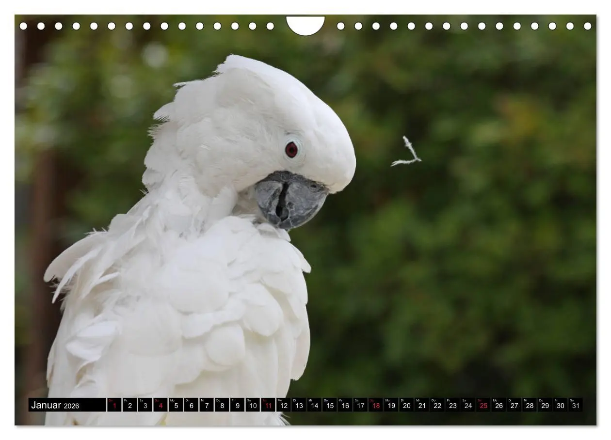 Bild: 9783457882863 | Die Kakadus sind los (Wandkalender 2026 DIN A4 quer), CALVENDO...