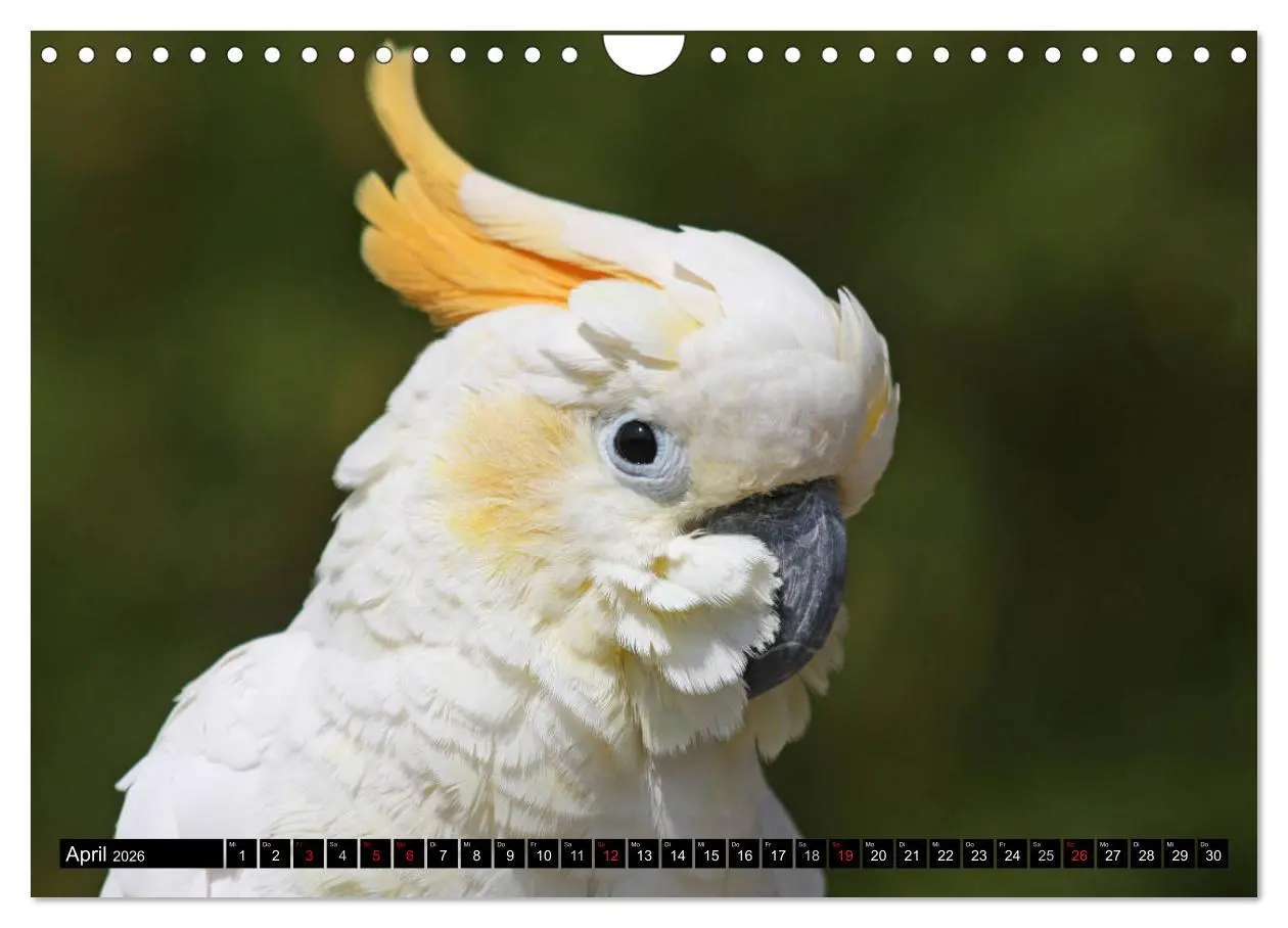 Bild: 9783457882863 | Die Kakadus sind los (Wandkalender 2026 DIN A4 quer), CALVENDO...