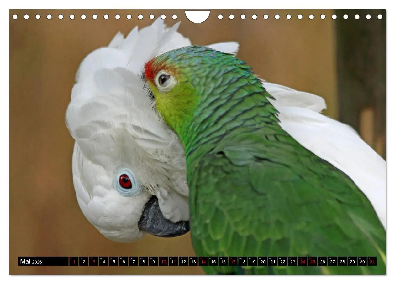 Bild: 9783457882863 | Die Kakadus sind los (Wandkalender 2026 DIN A4 quer), CALVENDO...
