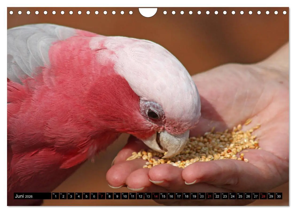 Bild: 9783457882863 | Die Kakadus sind los (Wandkalender 2026 DIN A4 quer), CALVENDO...