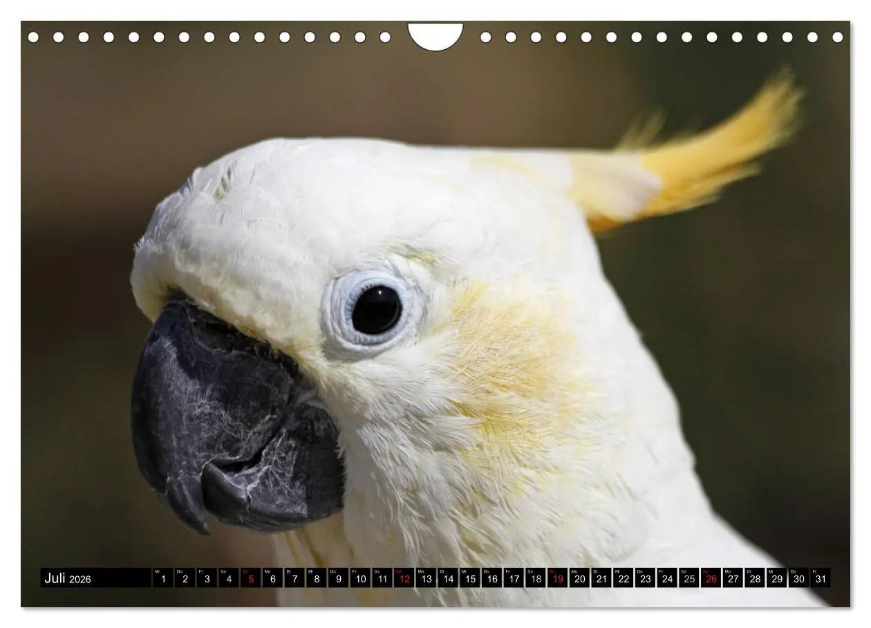 Bild: 9783457882863 | Die Kakadus sind los (Wandkalender 2026 DIN A4 quer), CALVENDO...