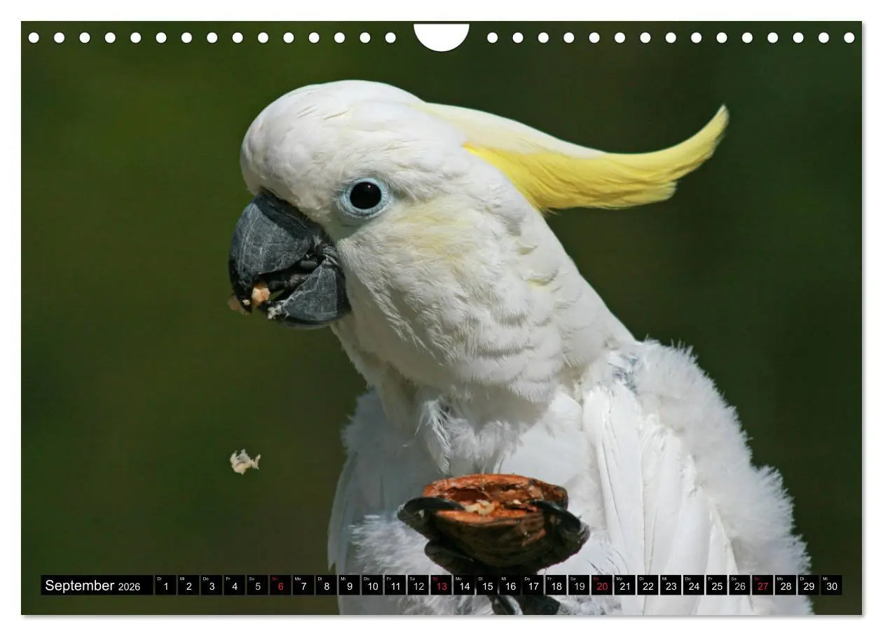 Bild: 9783457882863 | Die Kakadus sind los (Wandkalender 2026 DIN A4 quer), CALVENDO...