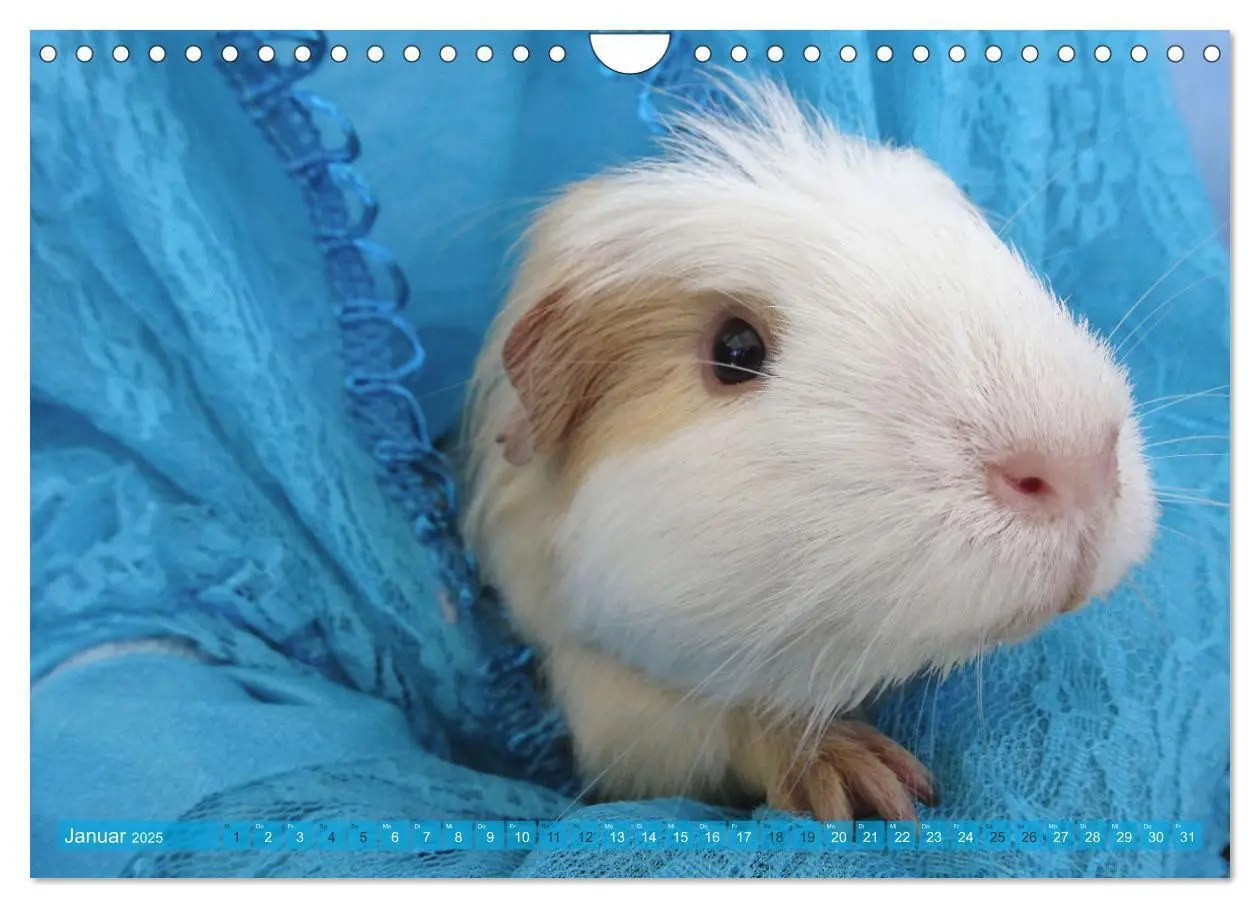 Bild: 9783435092963 | MEERSCHWEINCHEN verzaubern uns immer wieder (Wandkalender 2025 DIN...