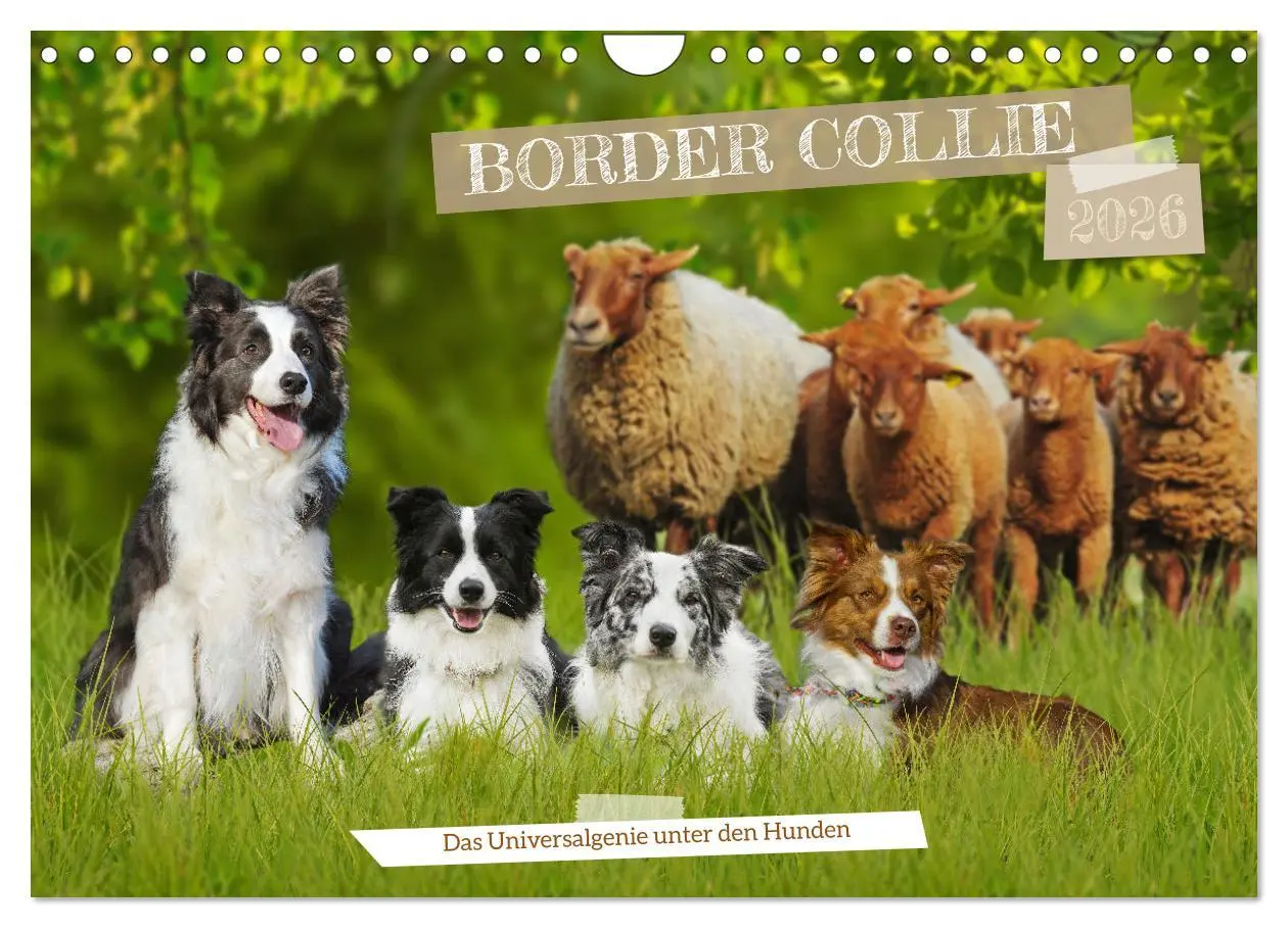 Cover: 9783457322963 | Border Collie - Das Universalgenie unter den Hunden (Wandkalender...