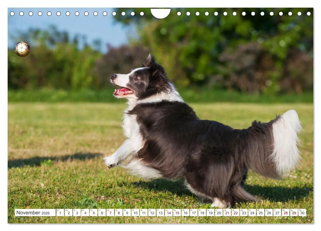 Bild: 9783457322963 | Border Collie - Das Universalgenie unter den Hunden (Wandkalender...