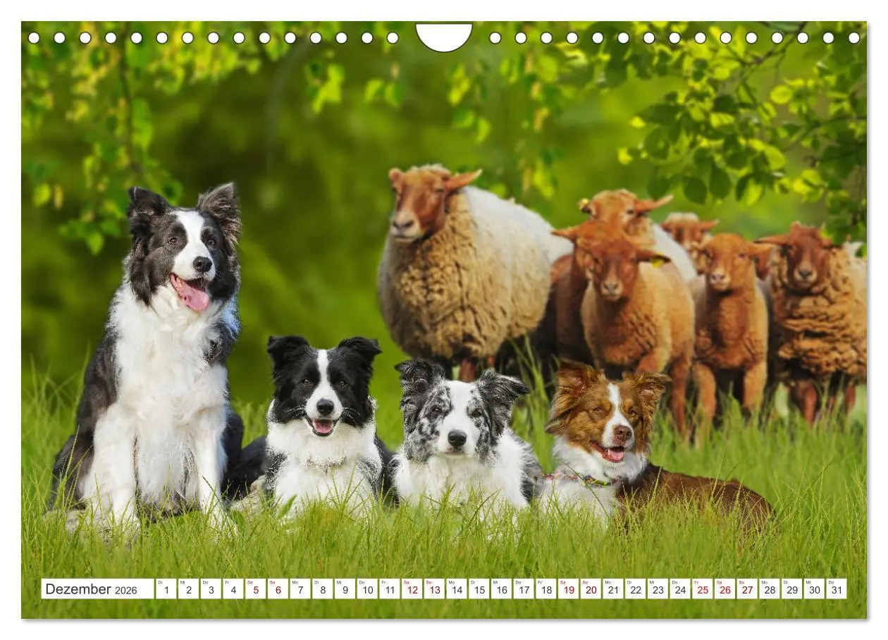 Bild: 9783457322963 | Border Collie - Das Universalgenie unter den Hunden (Wandkalender...