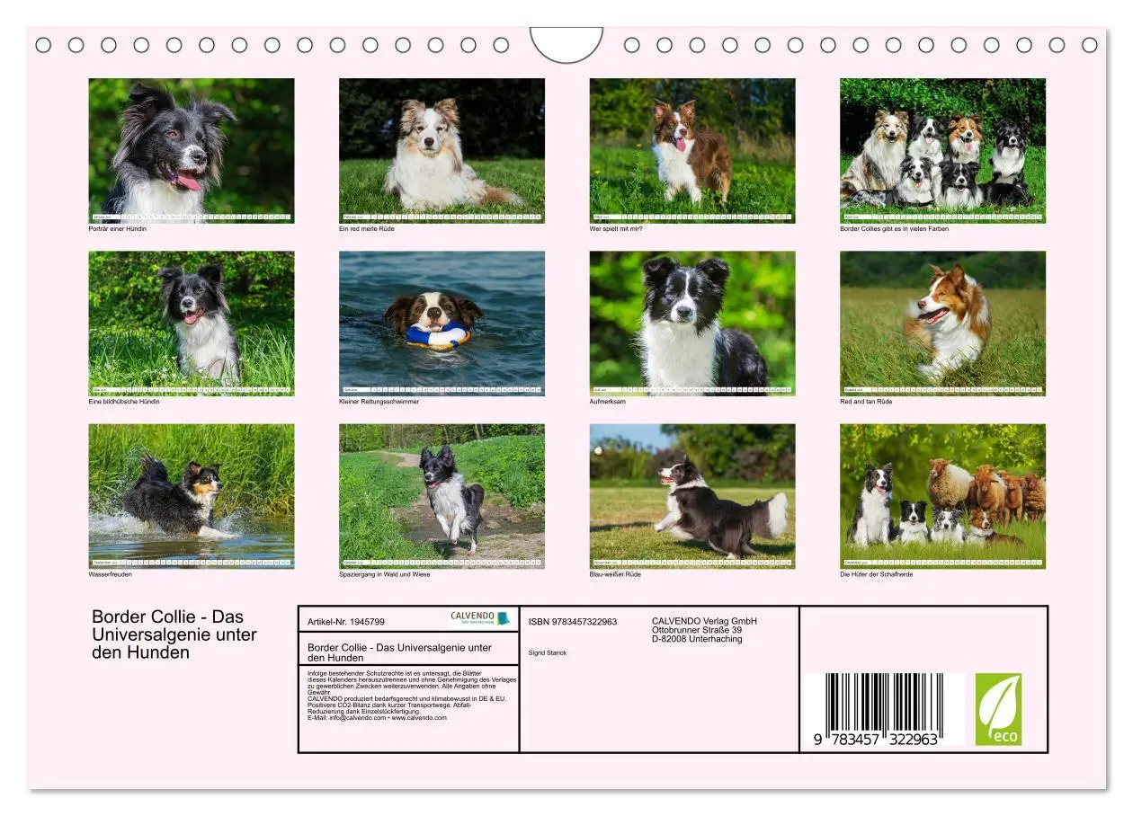Bild: 9783457322963 | Border Collie - Das Universalgenie unter den Hunden (Wandkalender...