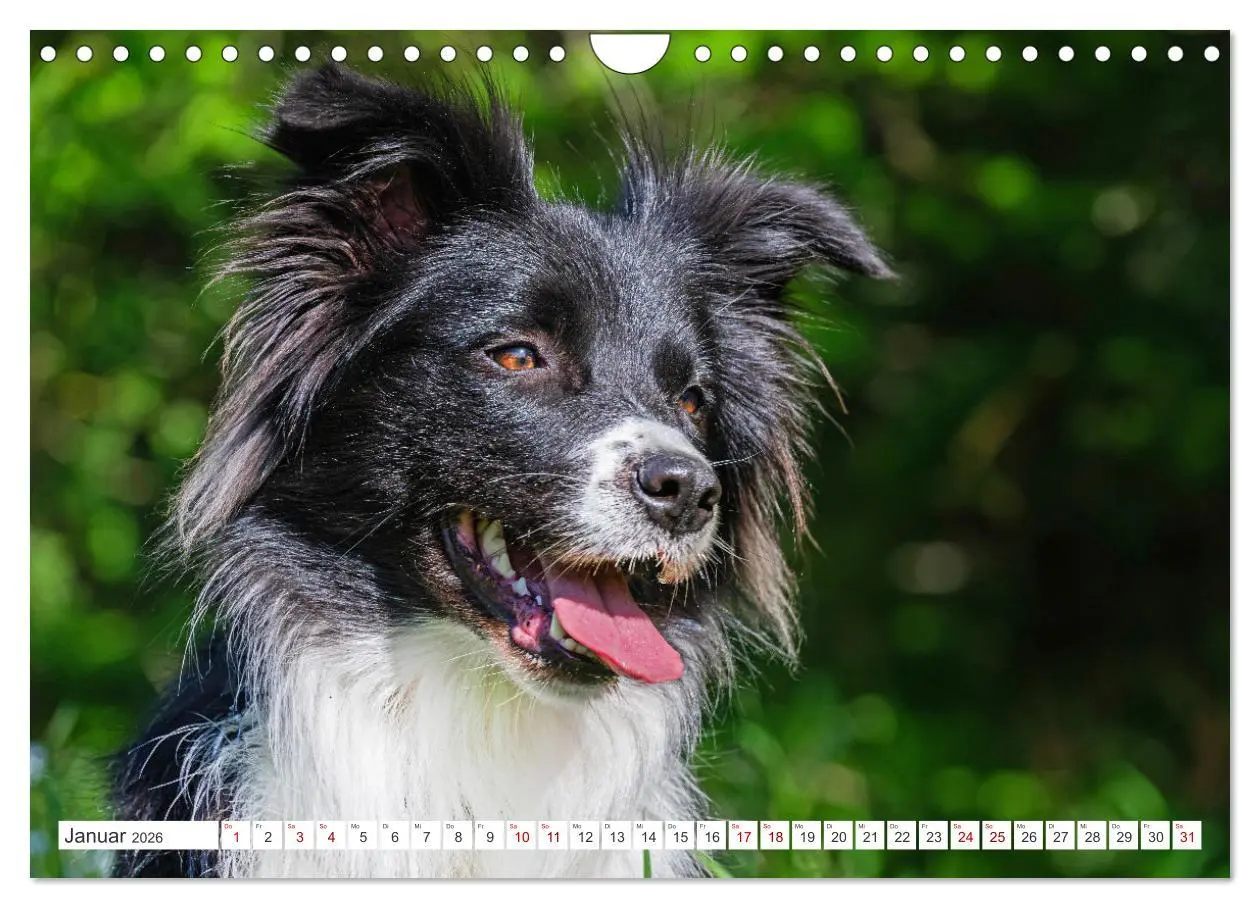 Bild: 9783457322963 | Border Collie - Das Universalgenie unter den Hunden (Wandkalender...