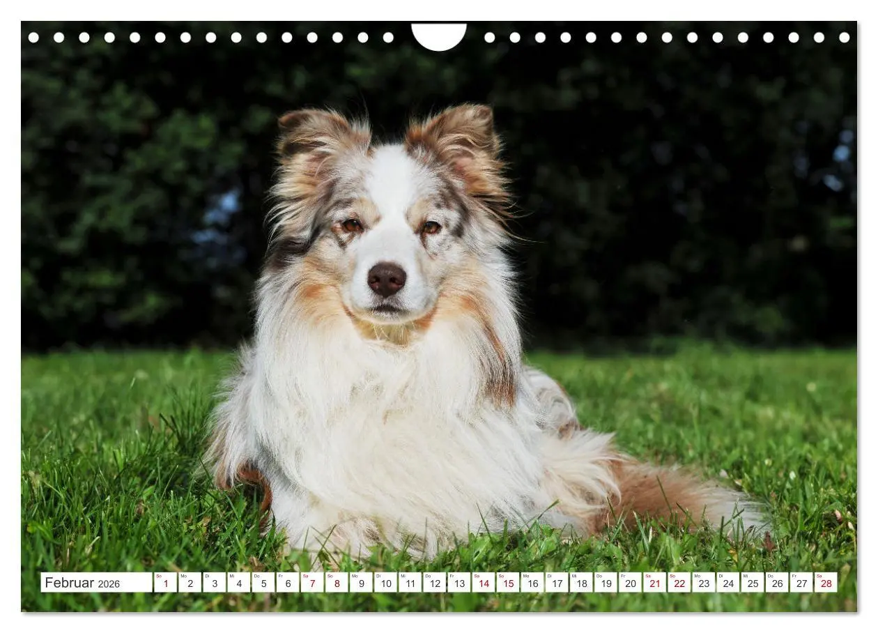 Bild: 9783457322963 | Border Collie - Das Universalgenie unter den Hunden (Wandkalender...