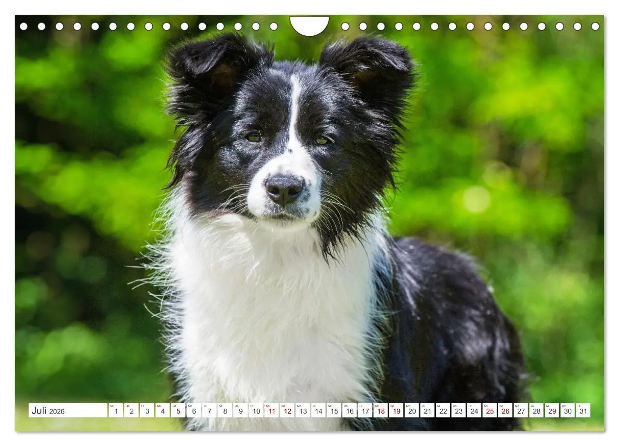 Bild: 9783457322963 | Border Collie - Das Universalgenie unter den Hunden (Wandkalender...
