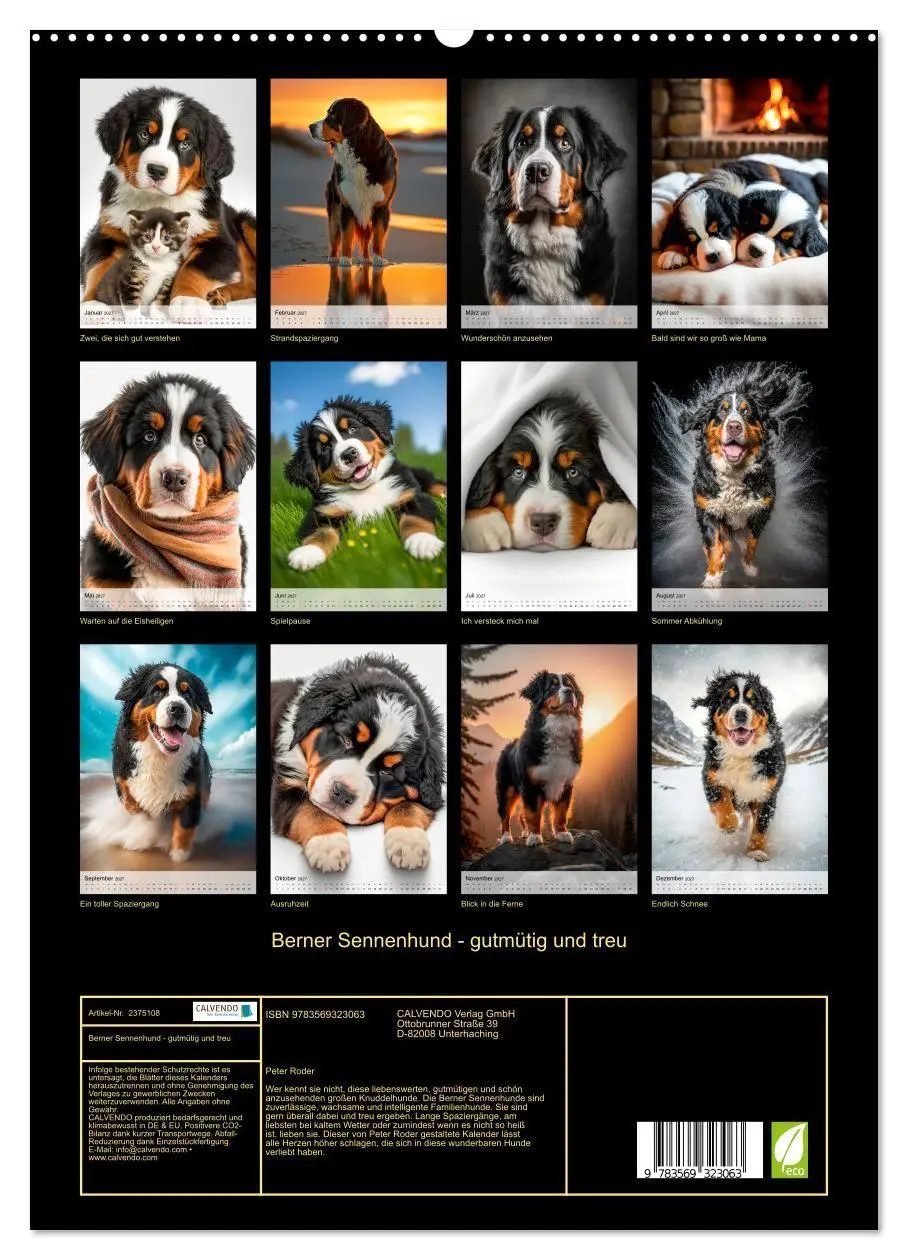 Bild: 9783569323063 | Berner Sennenhund - gutmütig und treu (hochwertiger Premium...