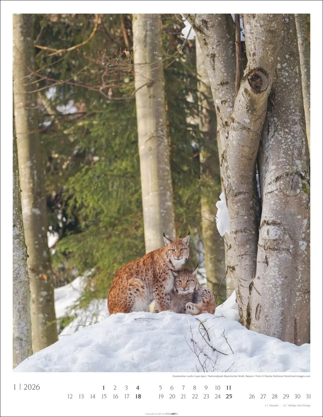 Bild: 9783839903063 | Heimische Wälder Kalender 2026 | Kalender | 14 S. | Deutsch | 2026