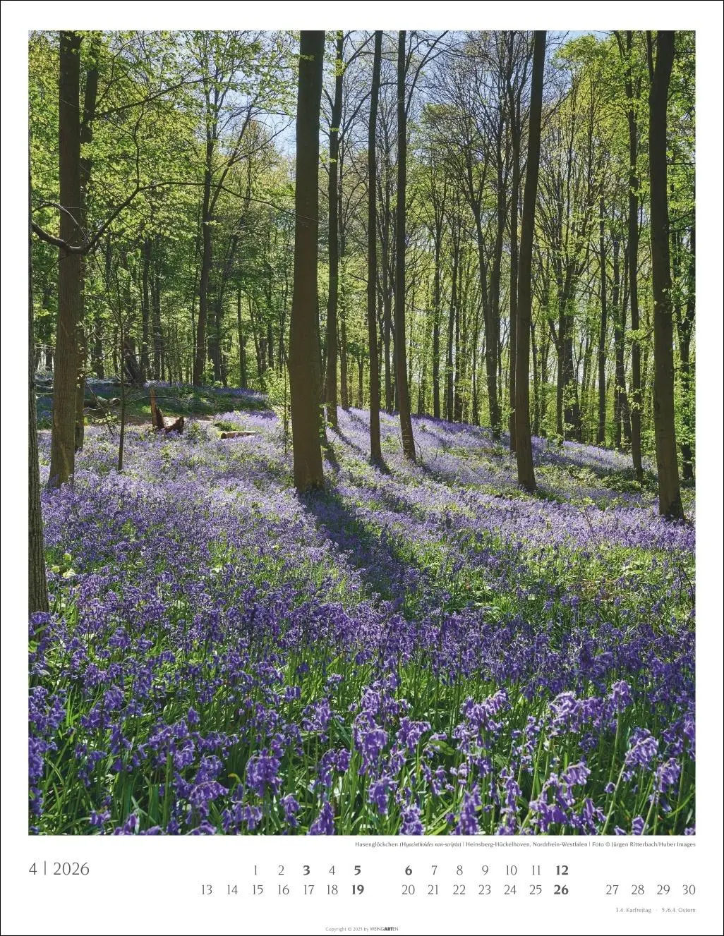 Bild: 9783839903063 | Heimische Wälder Kalender 2026 | Kalender | 14 S. | Deutsch | 2026