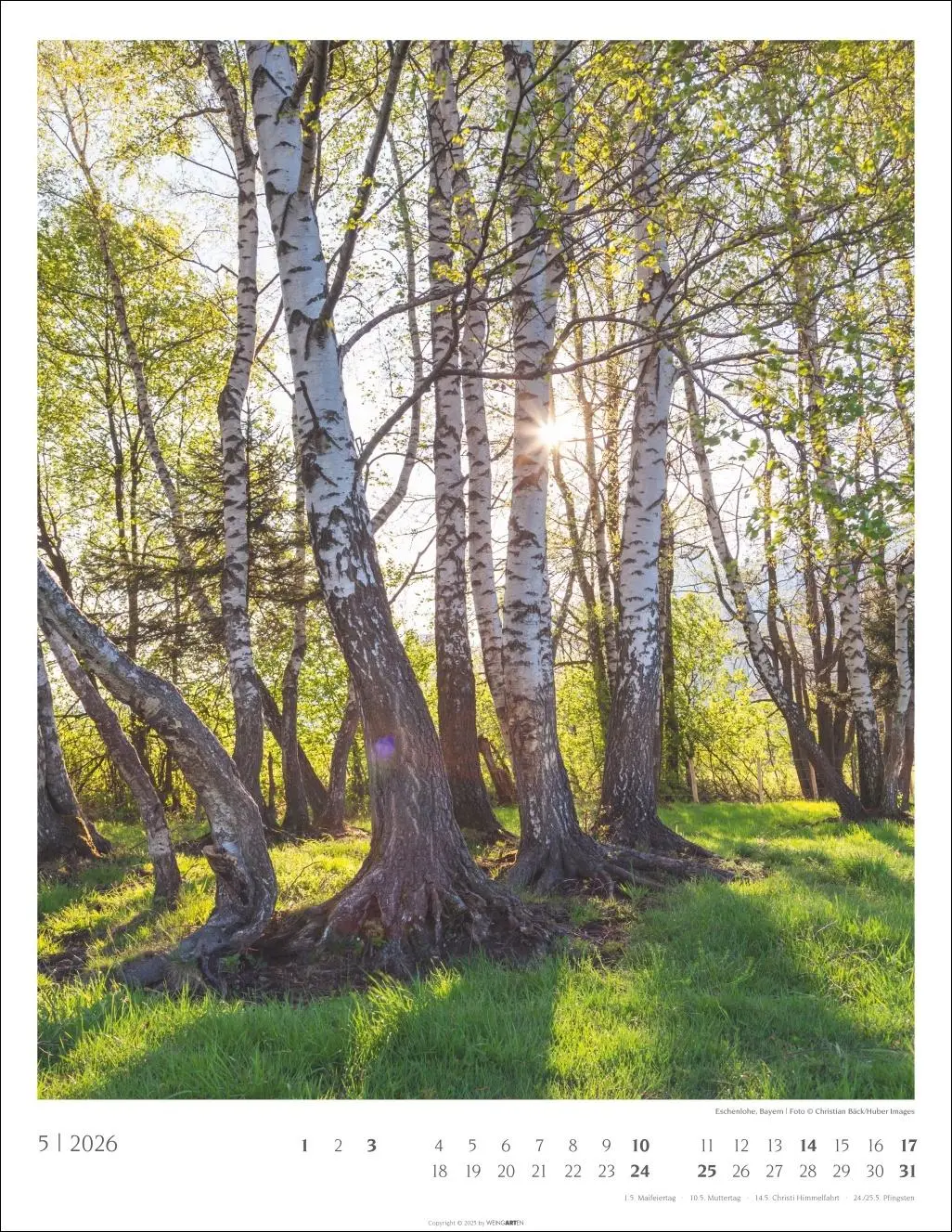 Bild: 9783839903063 | Heimische Wälder Kalender 2026 | Kalender | 14 S. | Deutsch | 2026