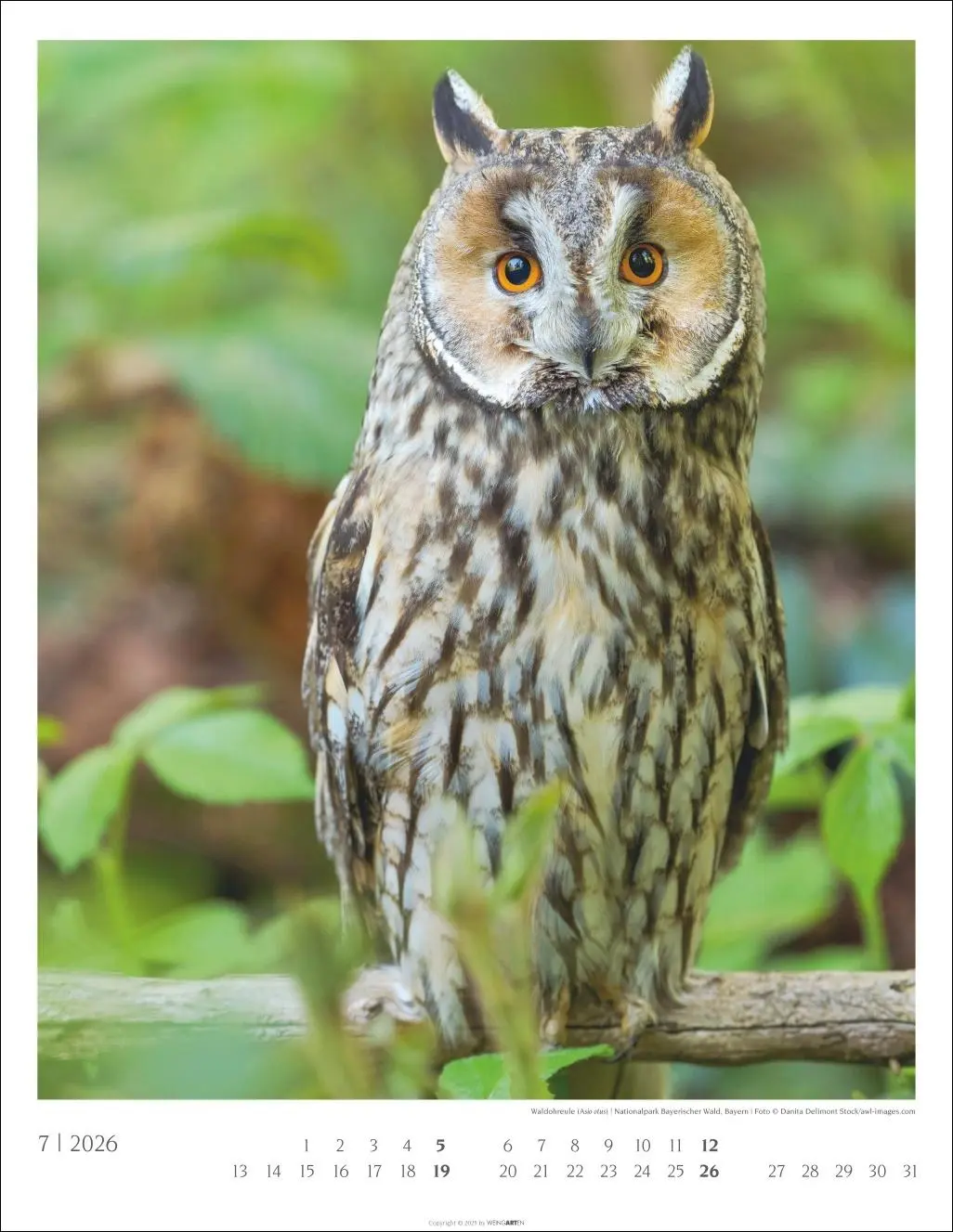 Bild: 9783839903063 | Heimische Wälder Kalender 2026 | Kalender | 14 S. | Deutsch | 2026