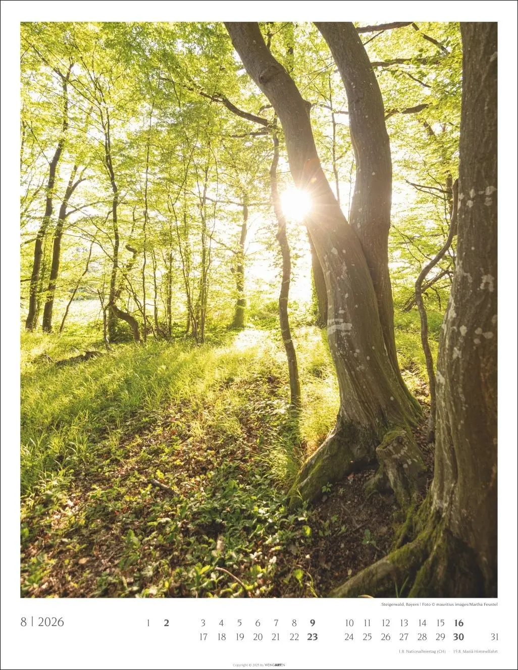 Bild: 9783839903063 | Heimische Wälder Kalender 2026 | Kalender | 14 S. | Deutsch | 2026