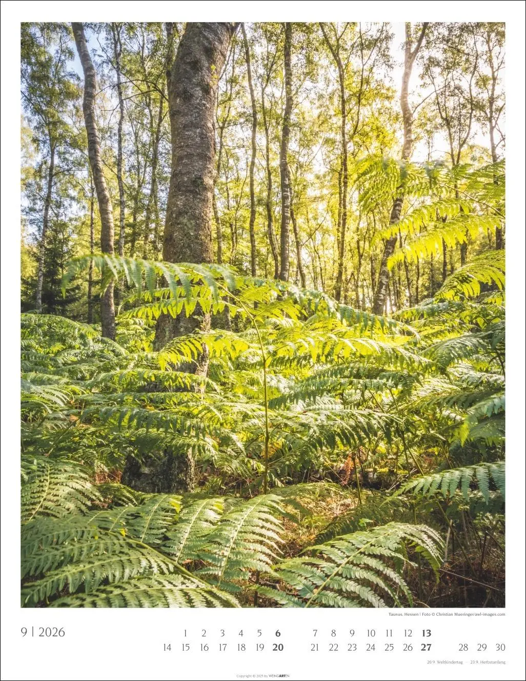 Bild: 9783839903063 | Heimische Wälder Kalender 2026 | Kalender | 14 S. | Deutsch | 2026