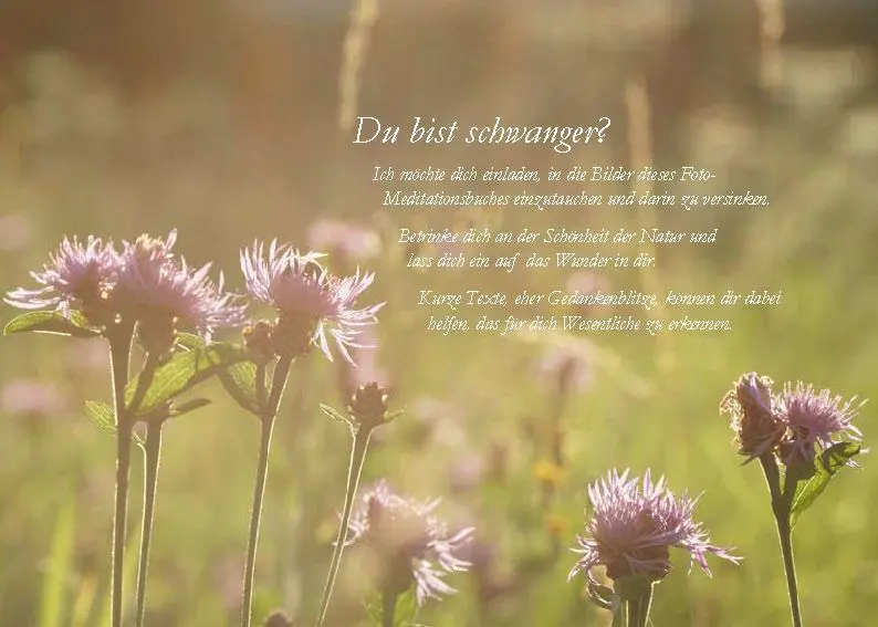 Bild: 9783902943163 | Die Sonne sucht dich - Das Foto-Meditationsbuch für eine gute...
