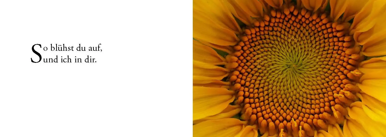 Bild: 9783902943163 | Die Sonne sucht dich - Das Foto-Meditationsbuch für eine gute...