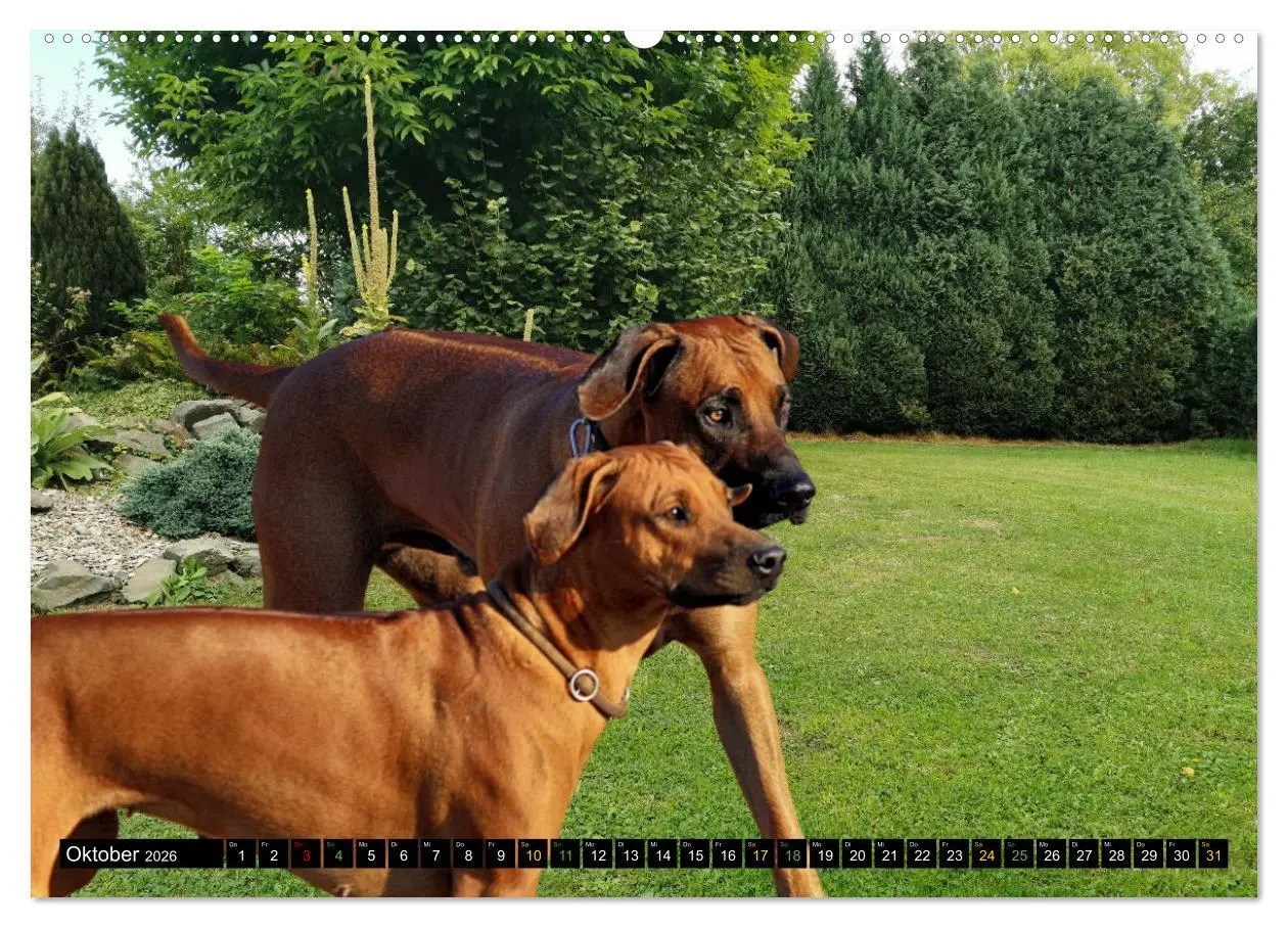 Bild: 9783457433263 | Rhodesian Ridgeback - Ausdrucksstarke Gesichter (hochwertiger...