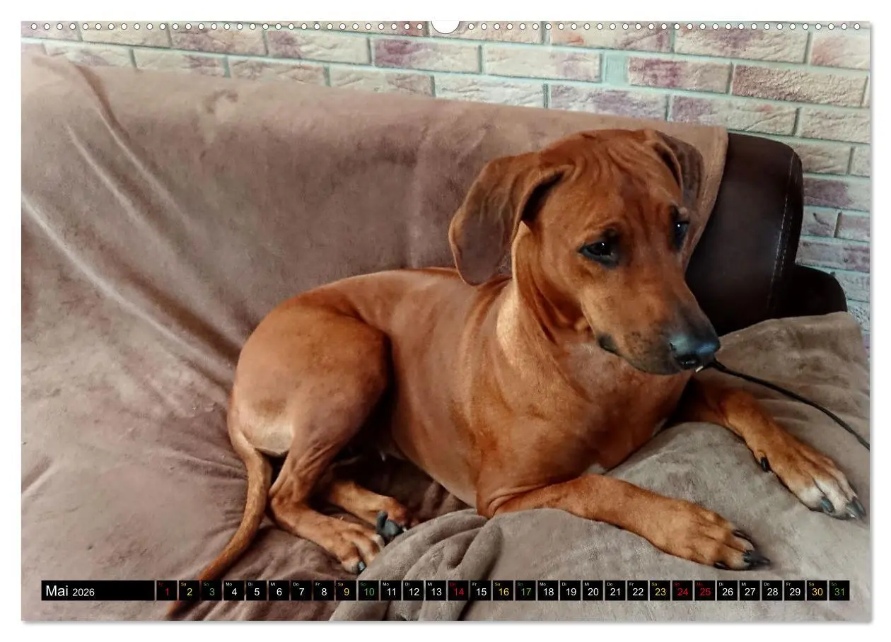 Bild: 9783457433263 | Rhodesian Ridgeback - Ausdrucksstarke Gesichter (hochwertiger...