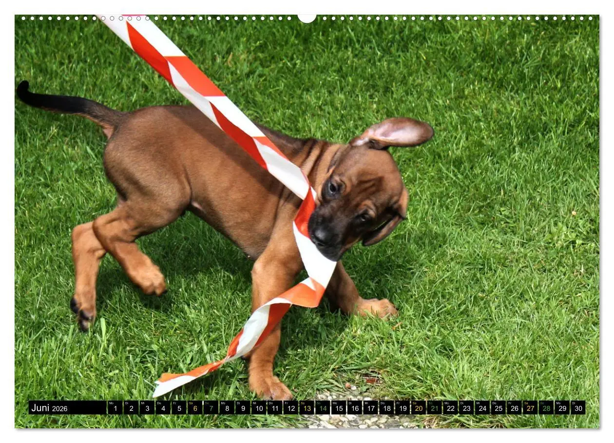 Bild: 9783457433263 | Rhodesian Ridgeback - Ausdrucksstarke Gesichter (hochwertiger...