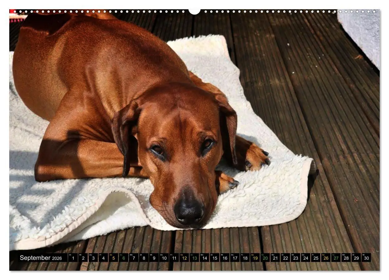 Bild: 9783457433263 | Rhodesian Ridgeback - Ausdrucksstarke Gesichter (hochwertiger...