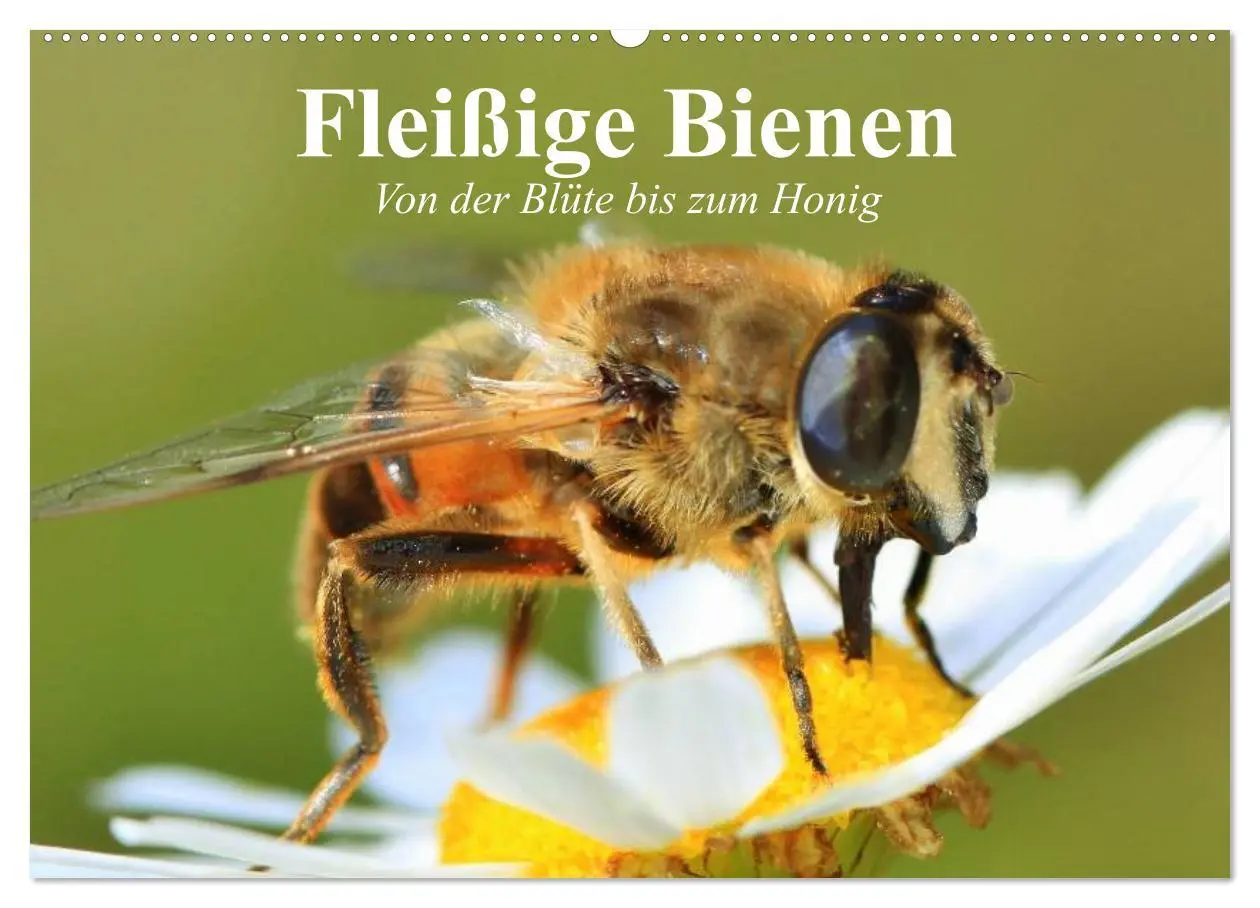 Cover: 9783457983263 | Fleißige Bienen. Von der Blüte bis zum Honig (Wandkalender 2026 DIN...