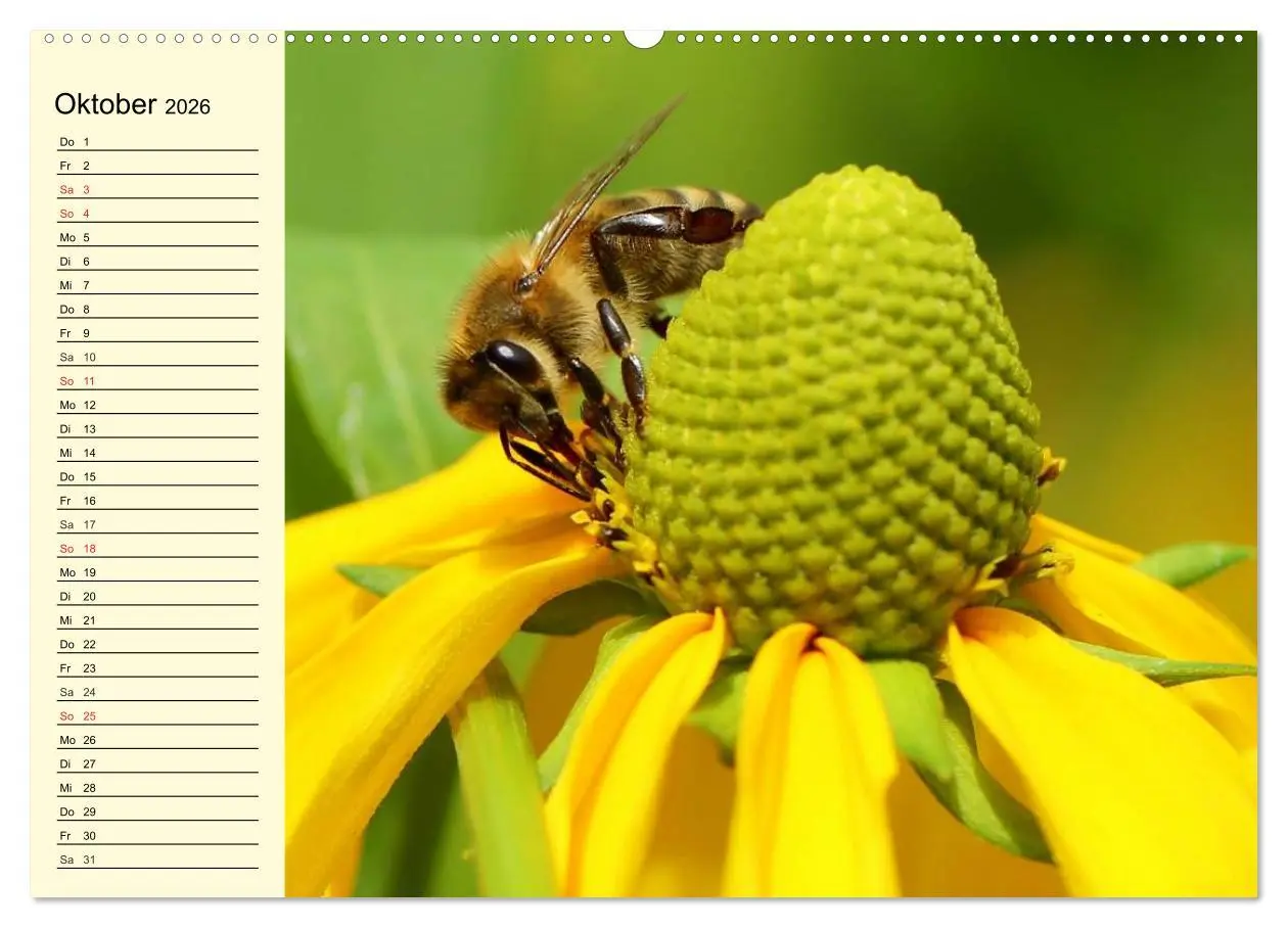 Bild: 9783457983263 | Fleißige Bienen. Von der Blüte bis zum Honig (Wandkalender 2026 DIN...