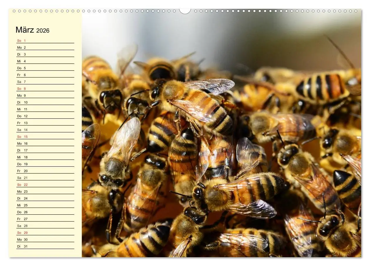 Bild: 9783457983263 | Fleißige Bienen. Von der Blüte bis zum Honig (Wandkalender 2026 DIN...