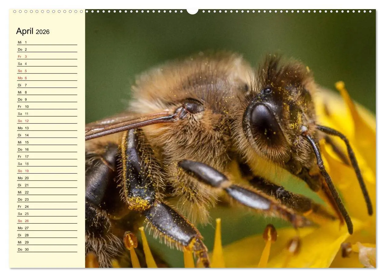 Bild: 9783457983263 | Fleißige Bienen. Von der Blüte bis zum Honig (Wandkalender 2026 DIN...