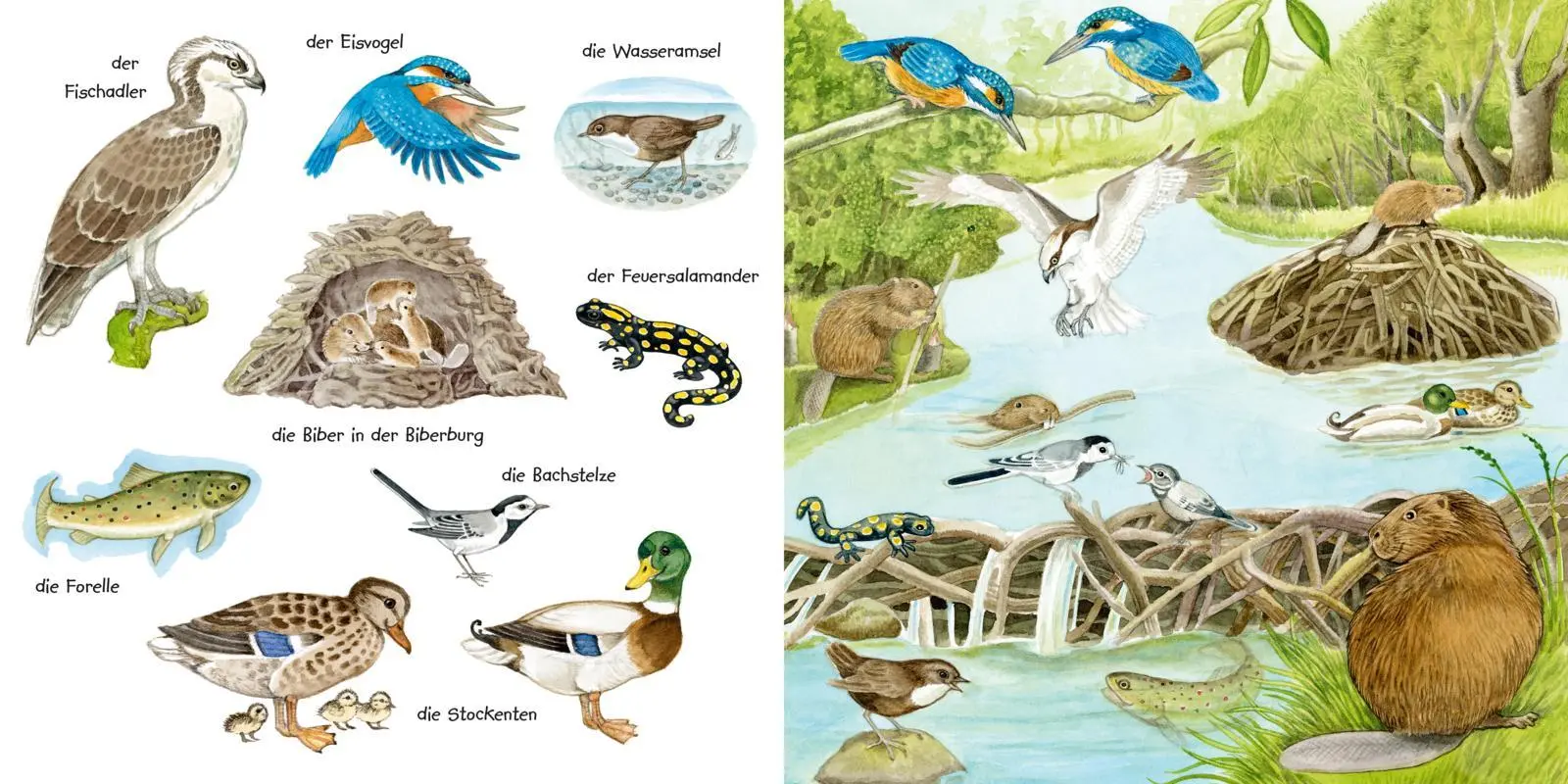 Bild: 9783551173263 | Mein kleines buntes Bildwörterbuch: Tiere im und am Wasser | Henkel