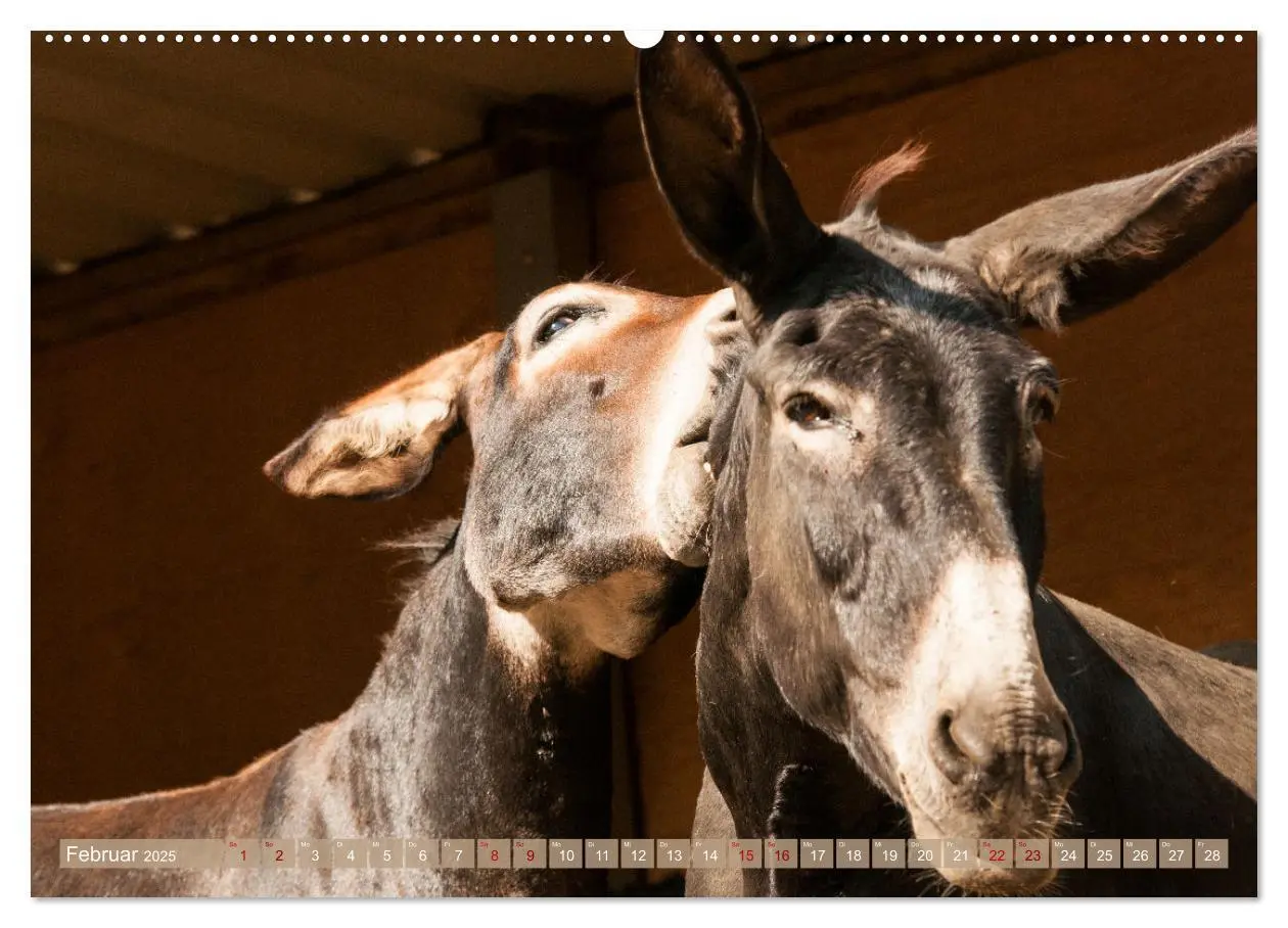 Bild: 9783435023363 | Esel Lebensfreude - Spaß mit Langohren (Wandkalender 2025 DIN A2...